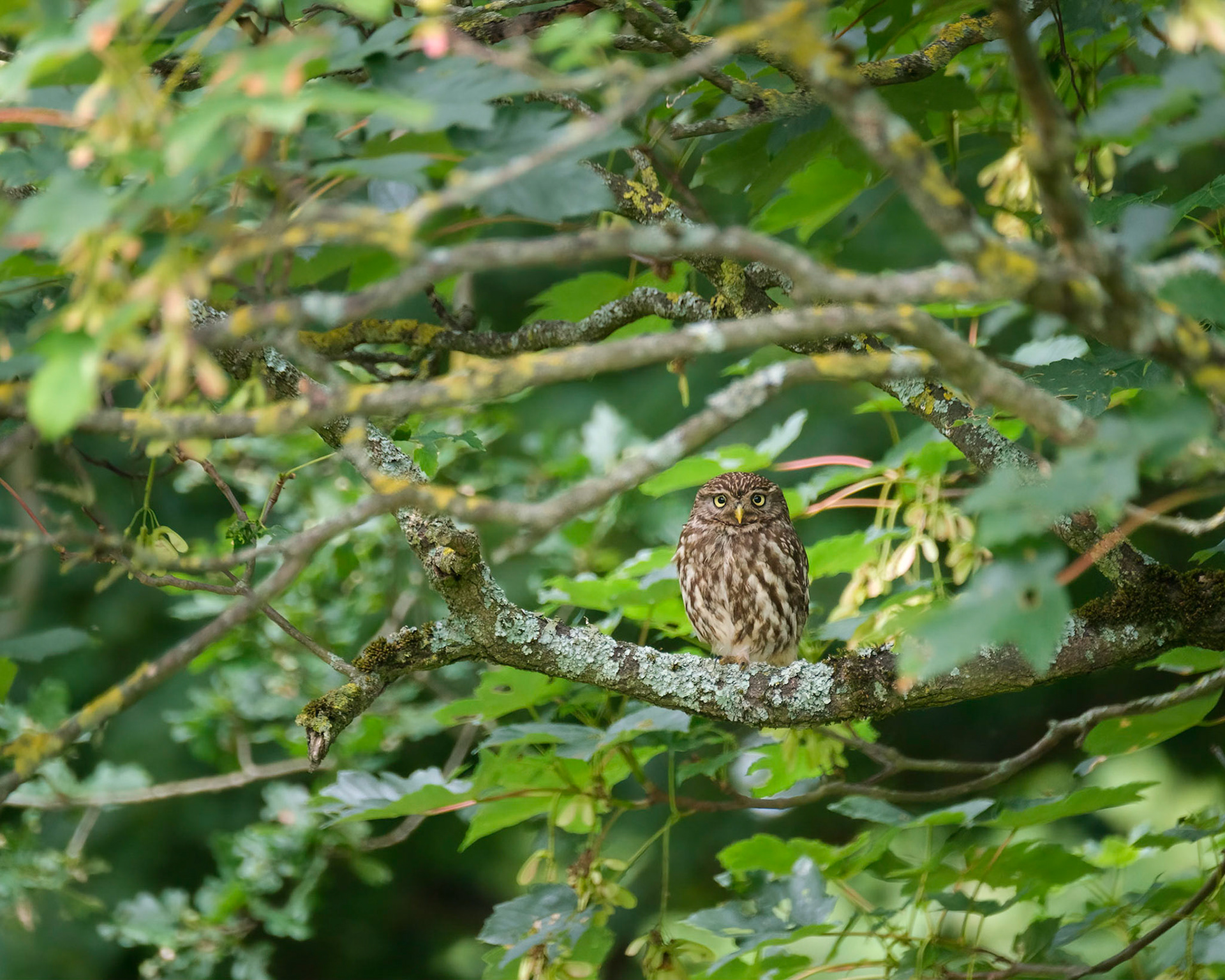 Roosting Little Owl, Richmond Park.