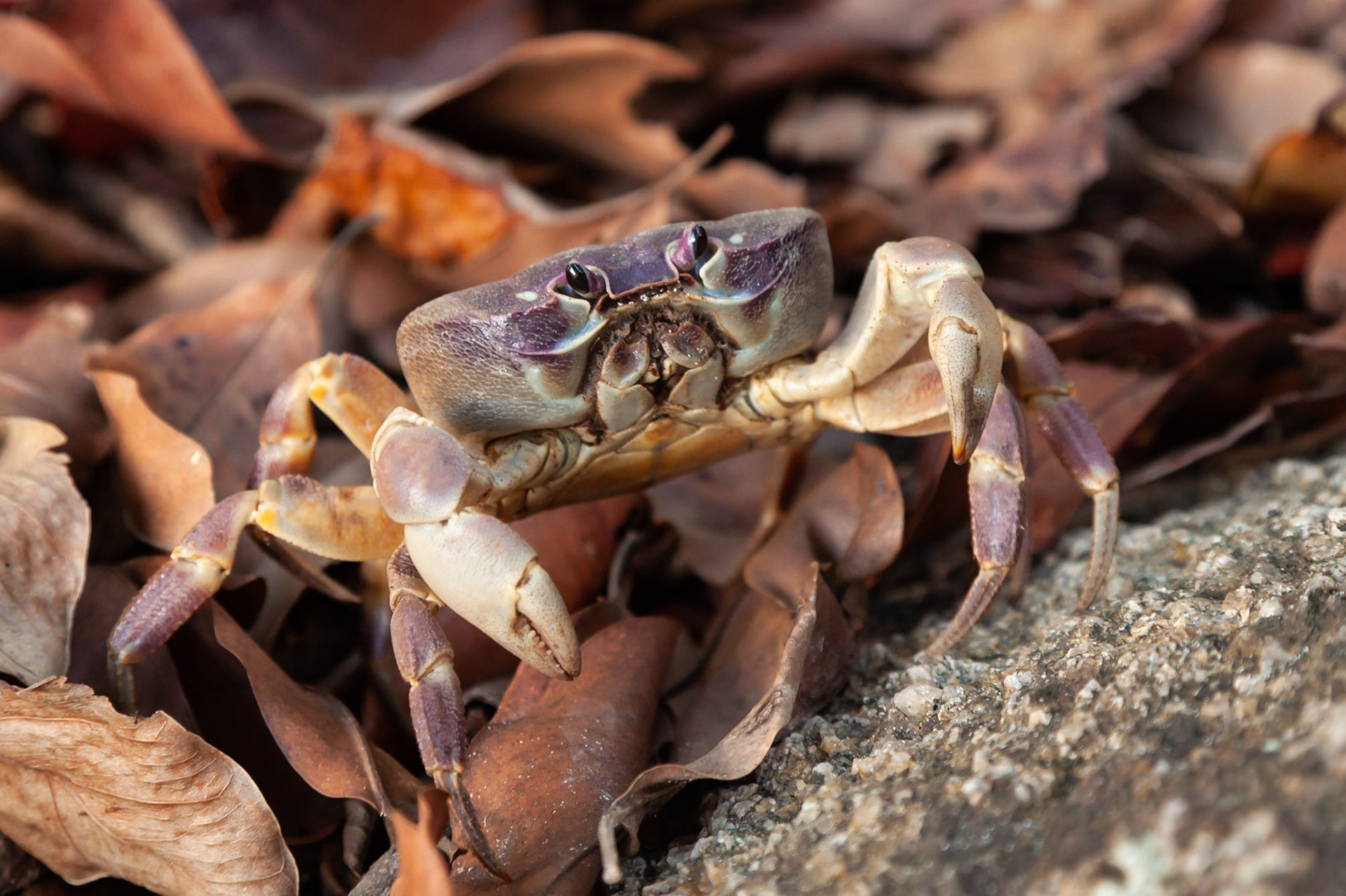 Chicken Crab, Tachai Island, Thailand.