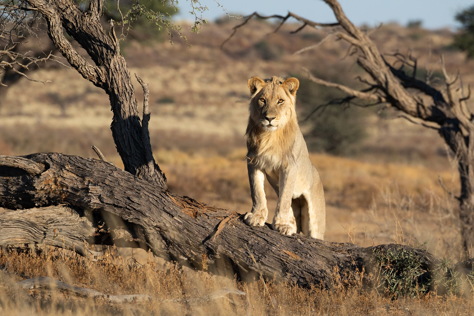 We watched a pair of young male Lions walking towards Geinab Waterhole one morning in the Kgalagadi Transfrontier Park of South Africa. This young male climbed up onto a fallen tree and had a good look at us before they continued on. We followed them all the way to the waterhole where they drank and then moved off into the bush.