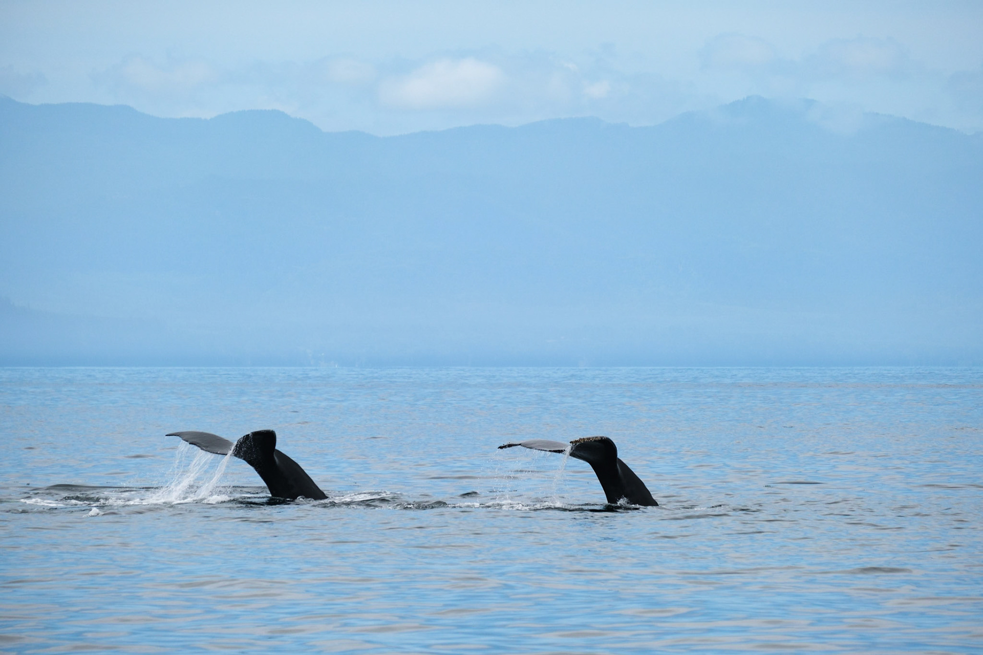 Humpback Whales in the Salish Sea off Vancouver Island.