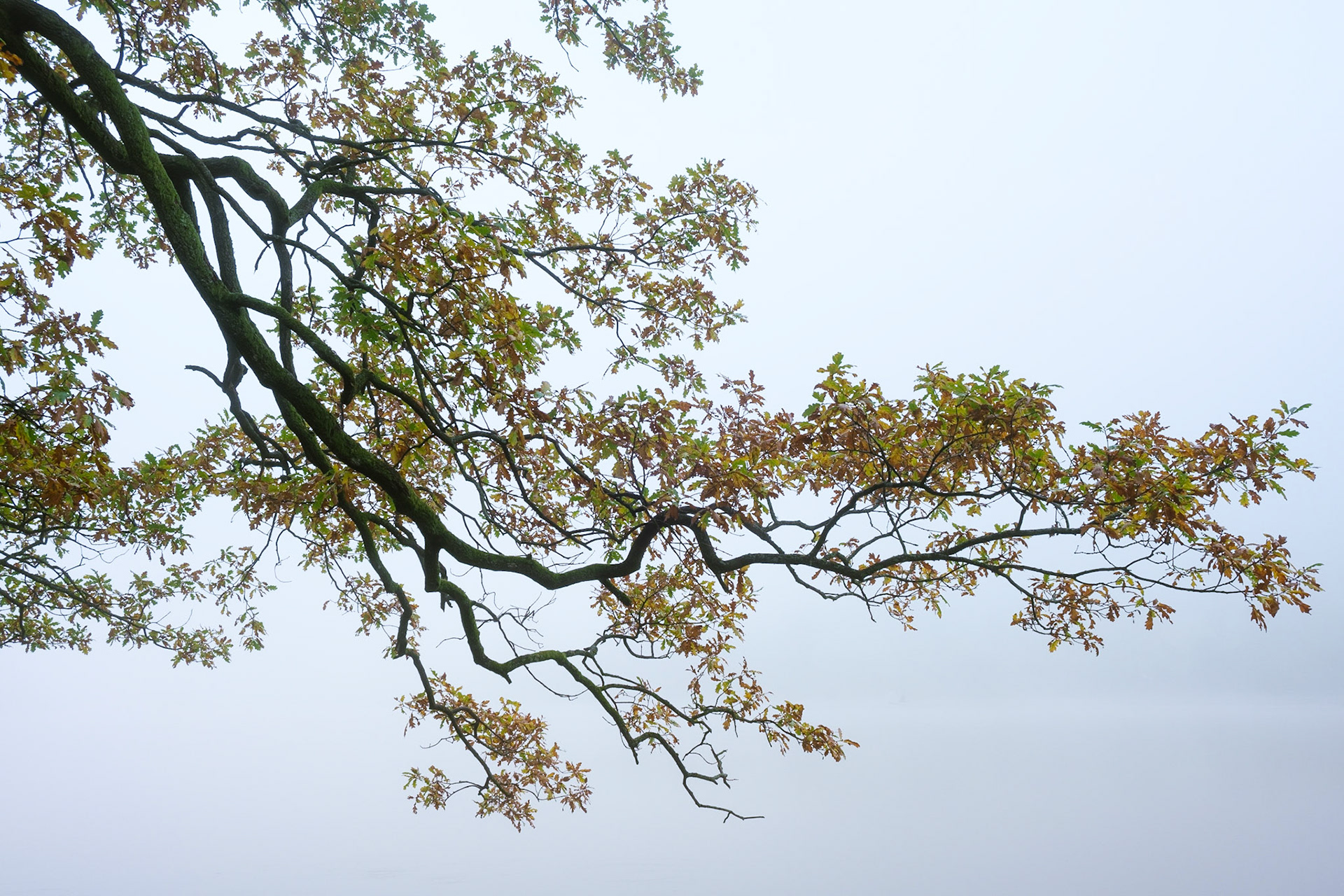Autumnal tree in the mist.