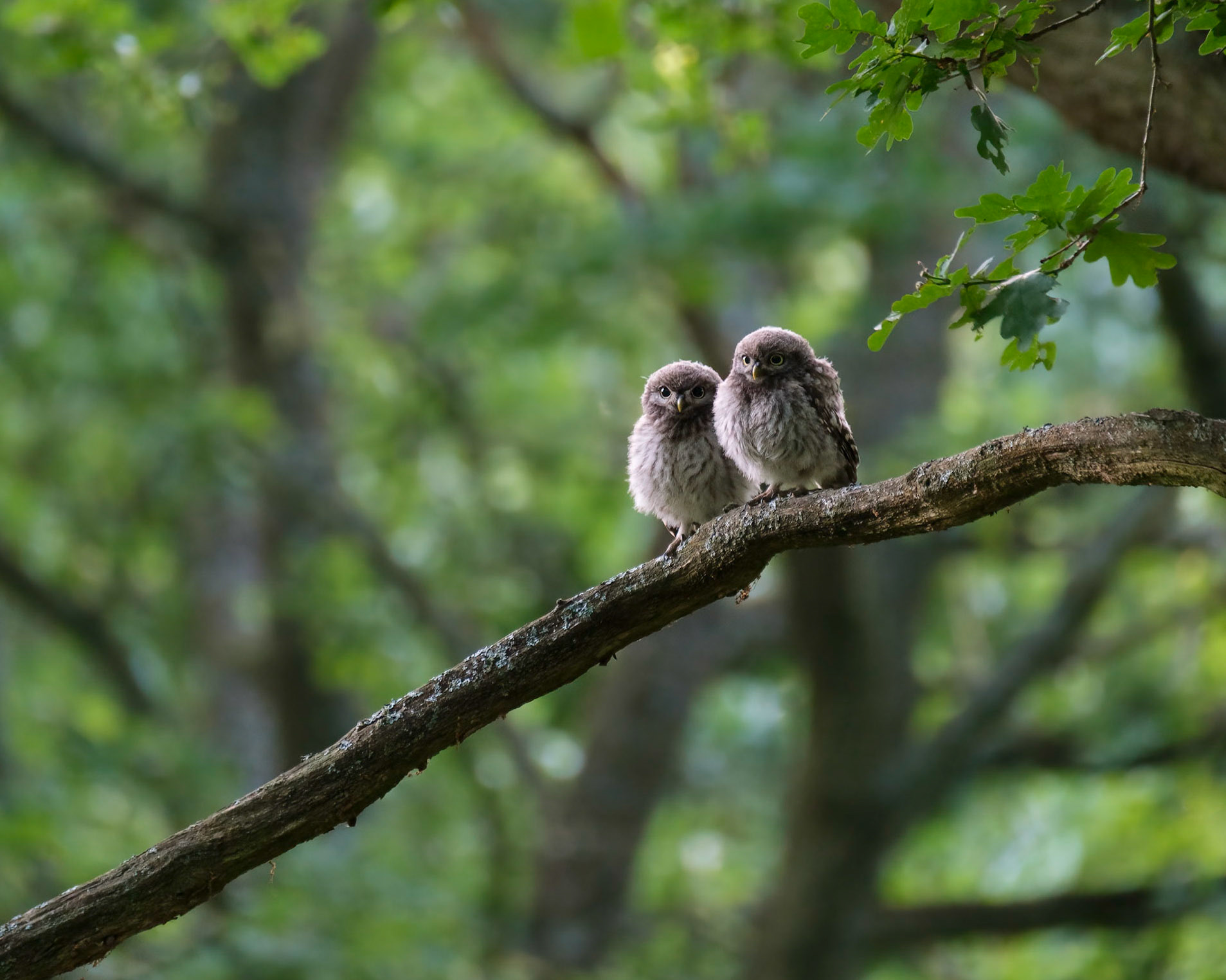 A pair of juvenile Little Owls waiting for their parents to come and feed them, Richmond Park.