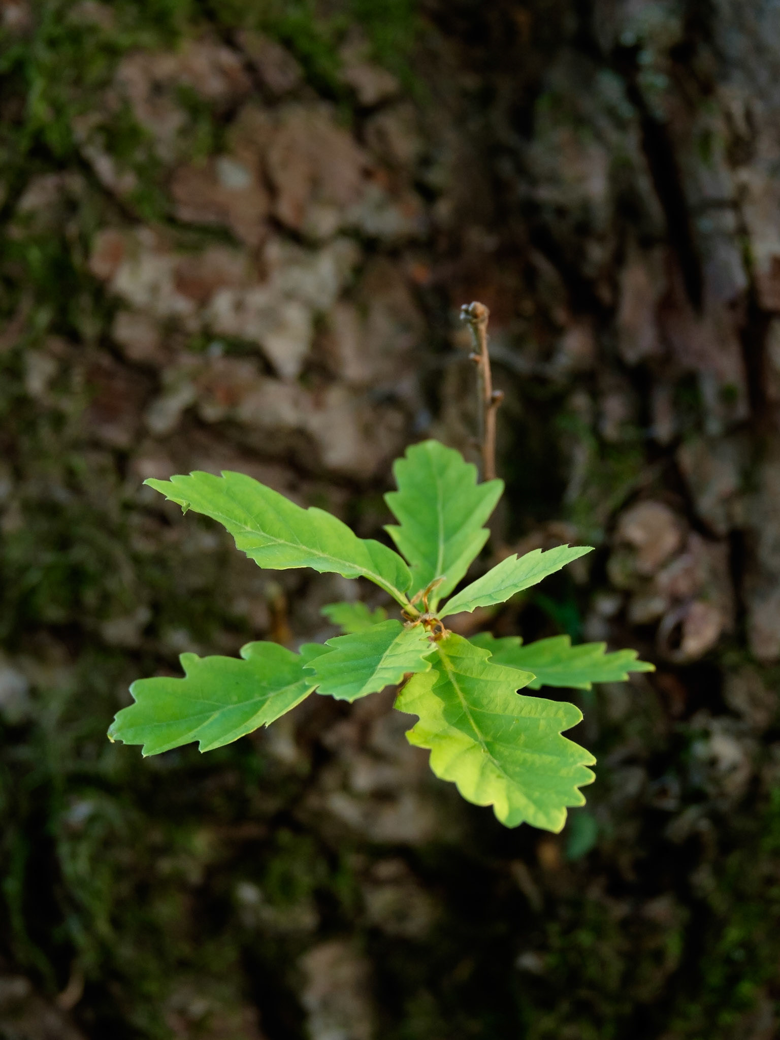 Oak leaves, Lake District National Park, England.