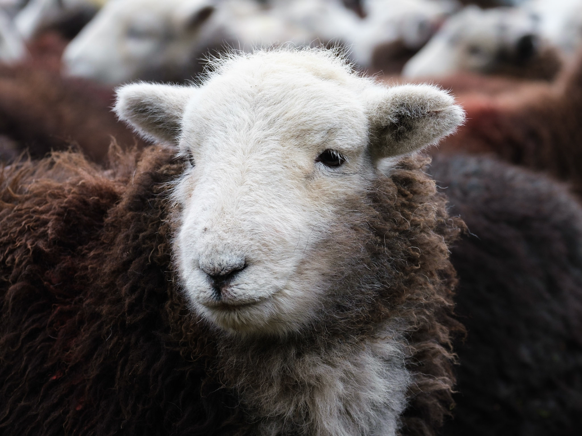 Herdwick Sheep, Lake District National Park, England.