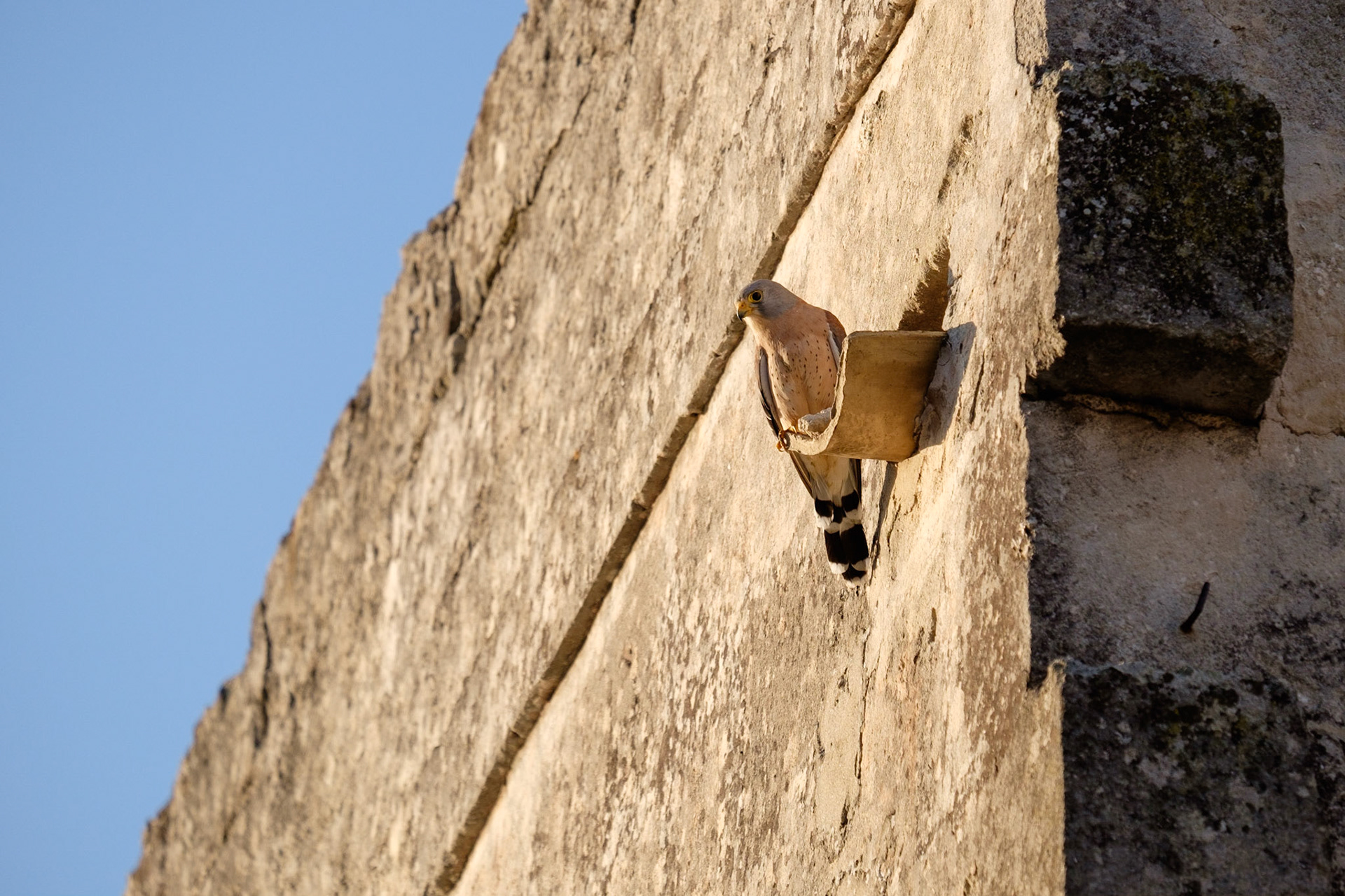 A male Matera Falcon (Lesser Kestrel).