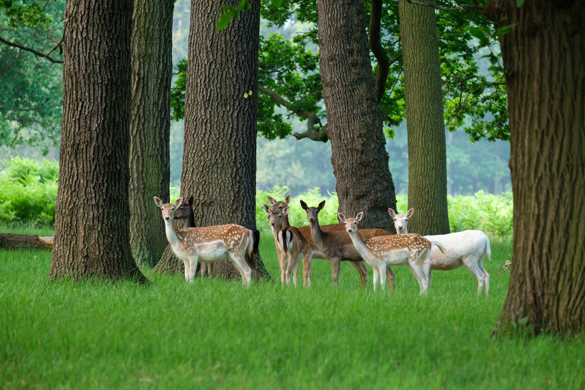 A small herd of Fallow Deer in King George V Plantation, Richmond Park.