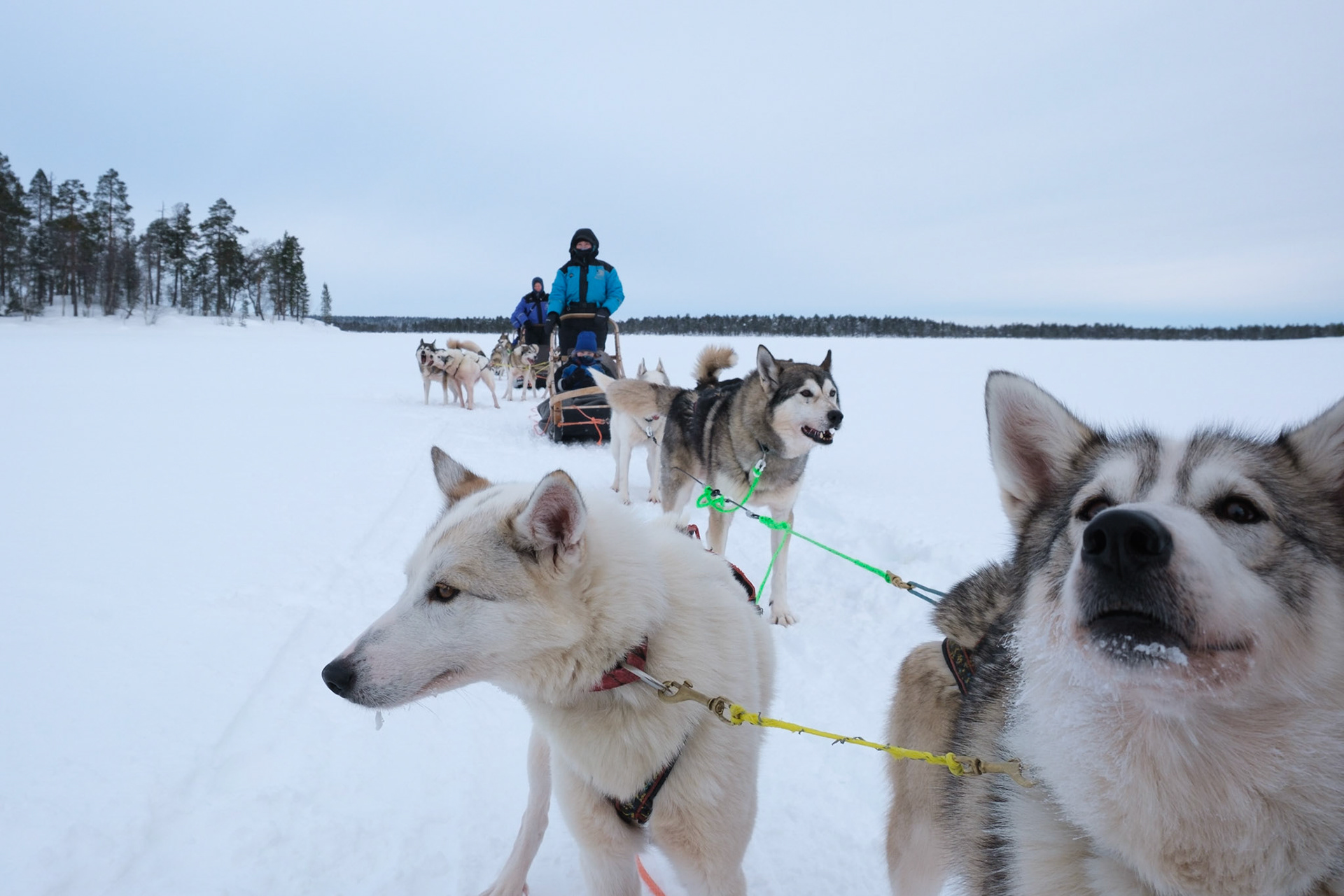 A quick stop for the Huskies on Lake Inari, Nellim, Finnish Lapland.