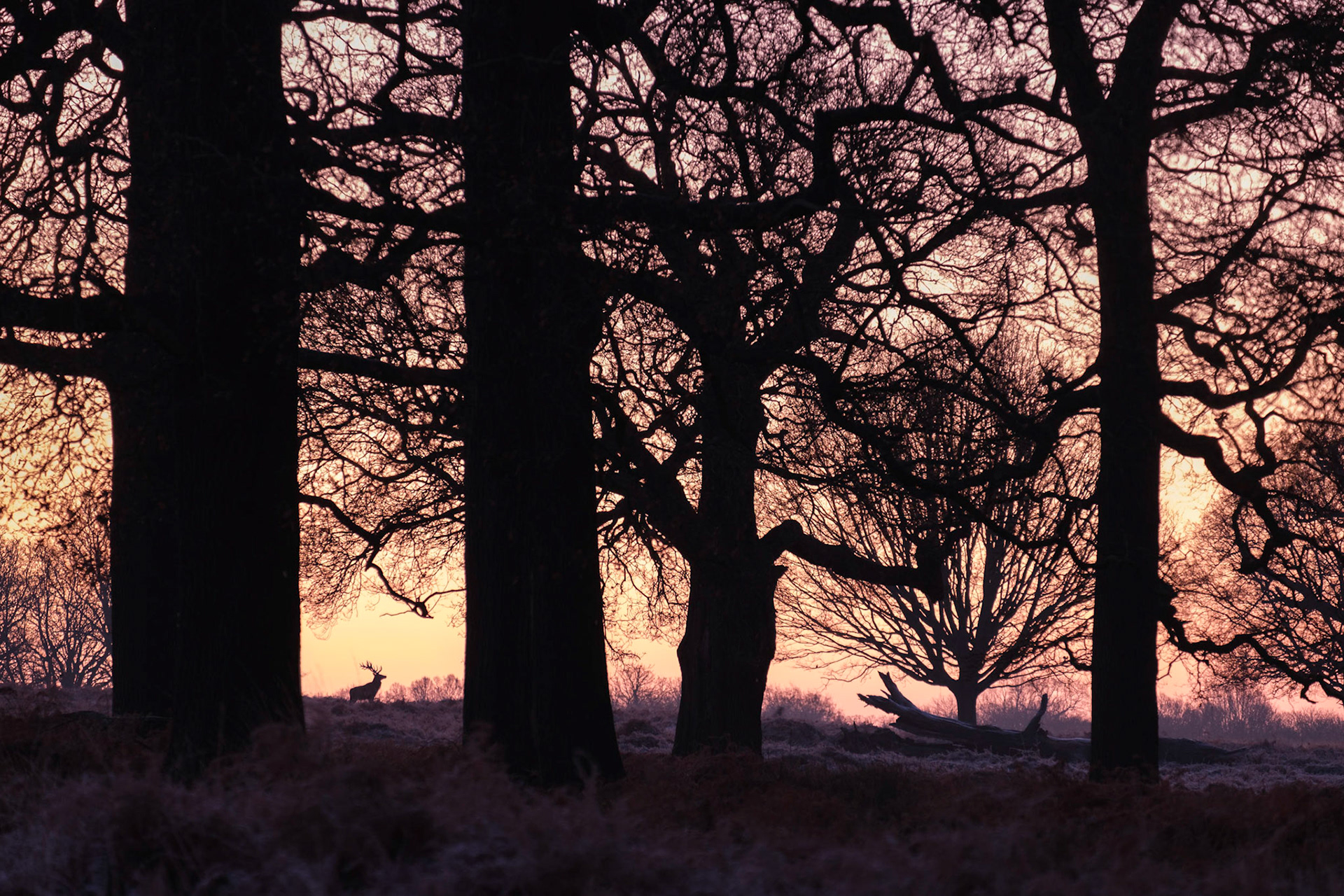 A Red Deer silhouetted against the rising sun on a winters morning in Richmond Park.