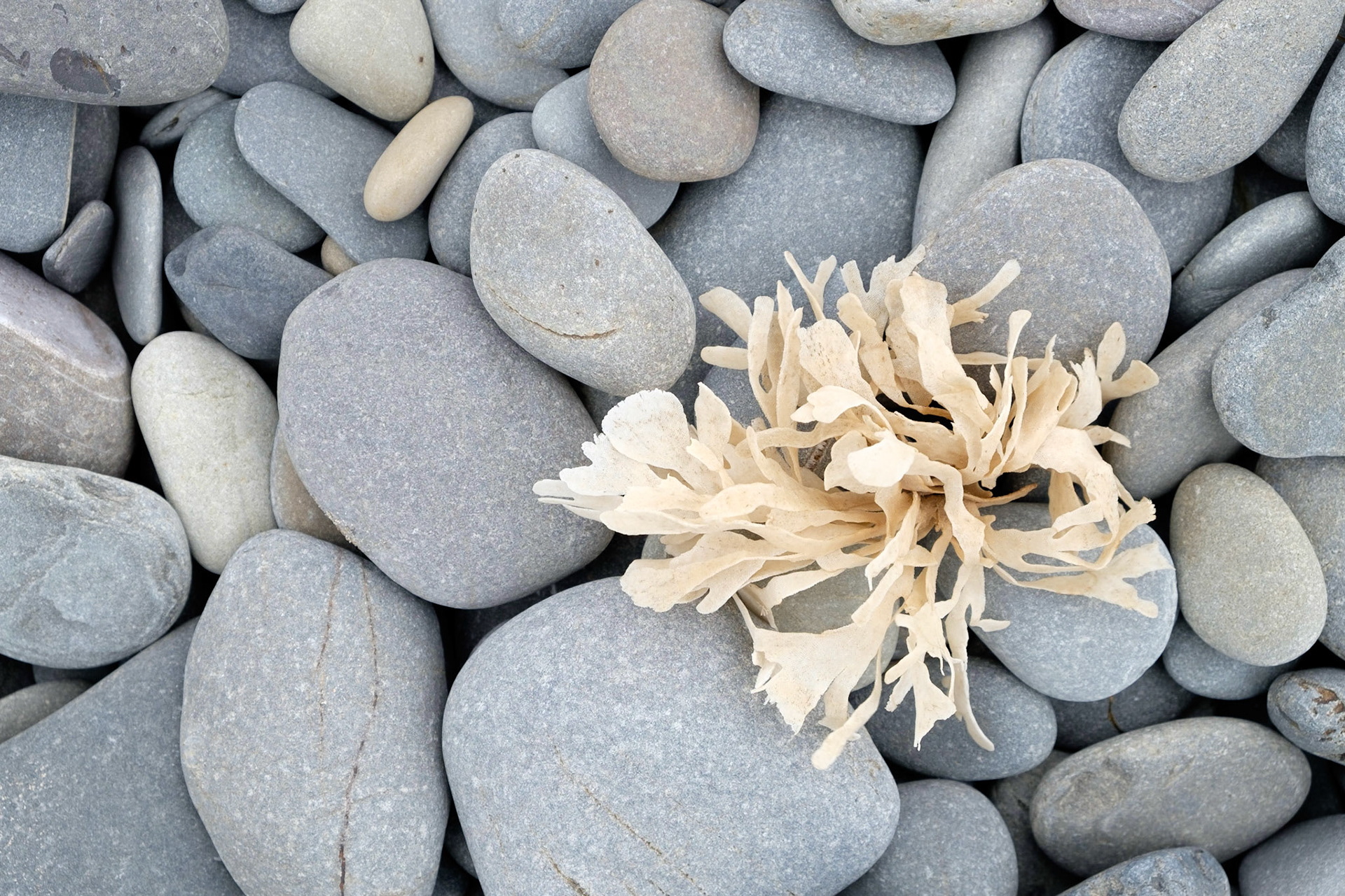 Pebbles and dried seaweed on the Ynyslas beach, Wales