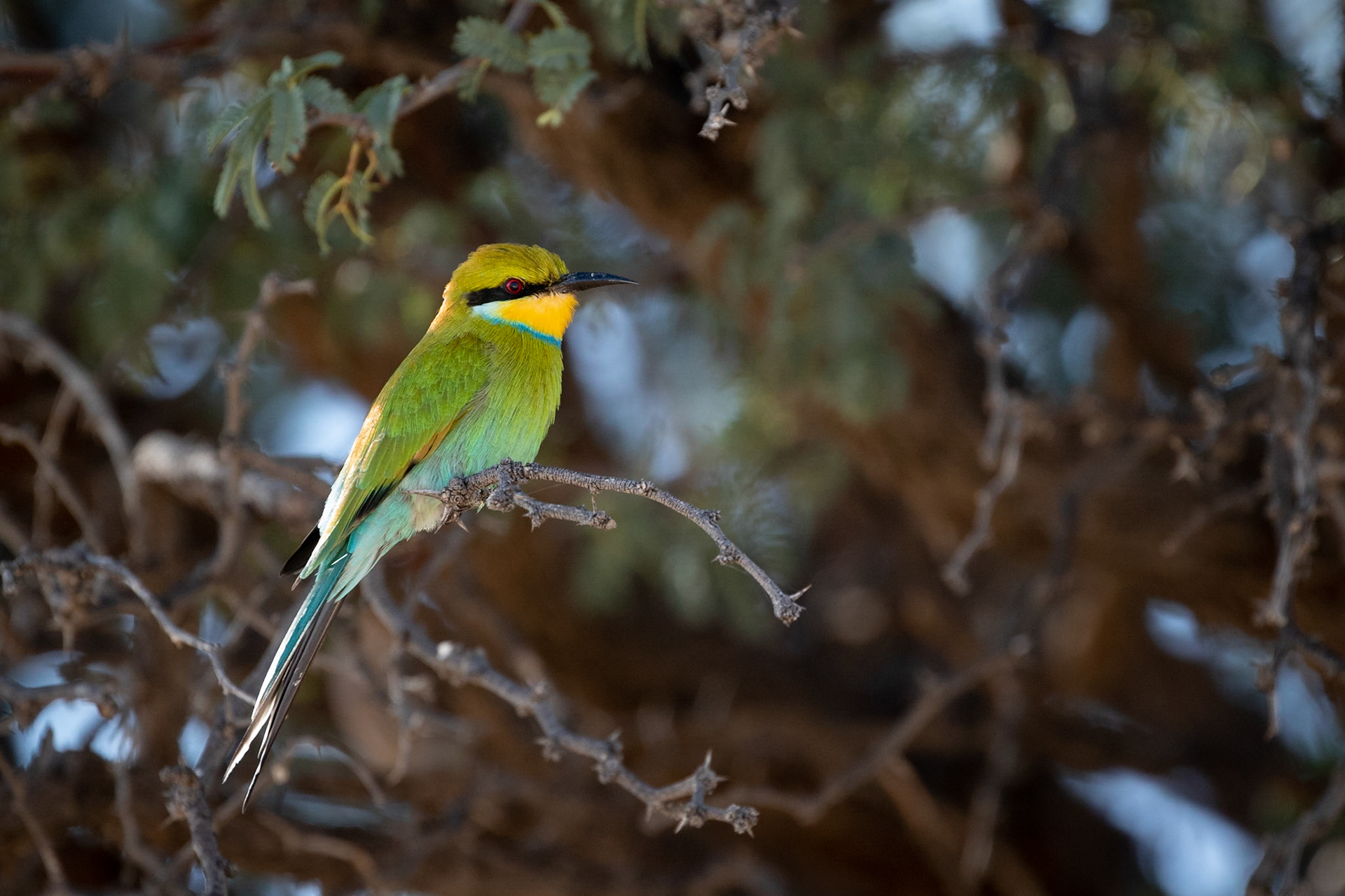 A Swallow-tailed Bee-eater really close to the side of the road, and for once it did not fly away, Kgalagadi Transfrontier Park.