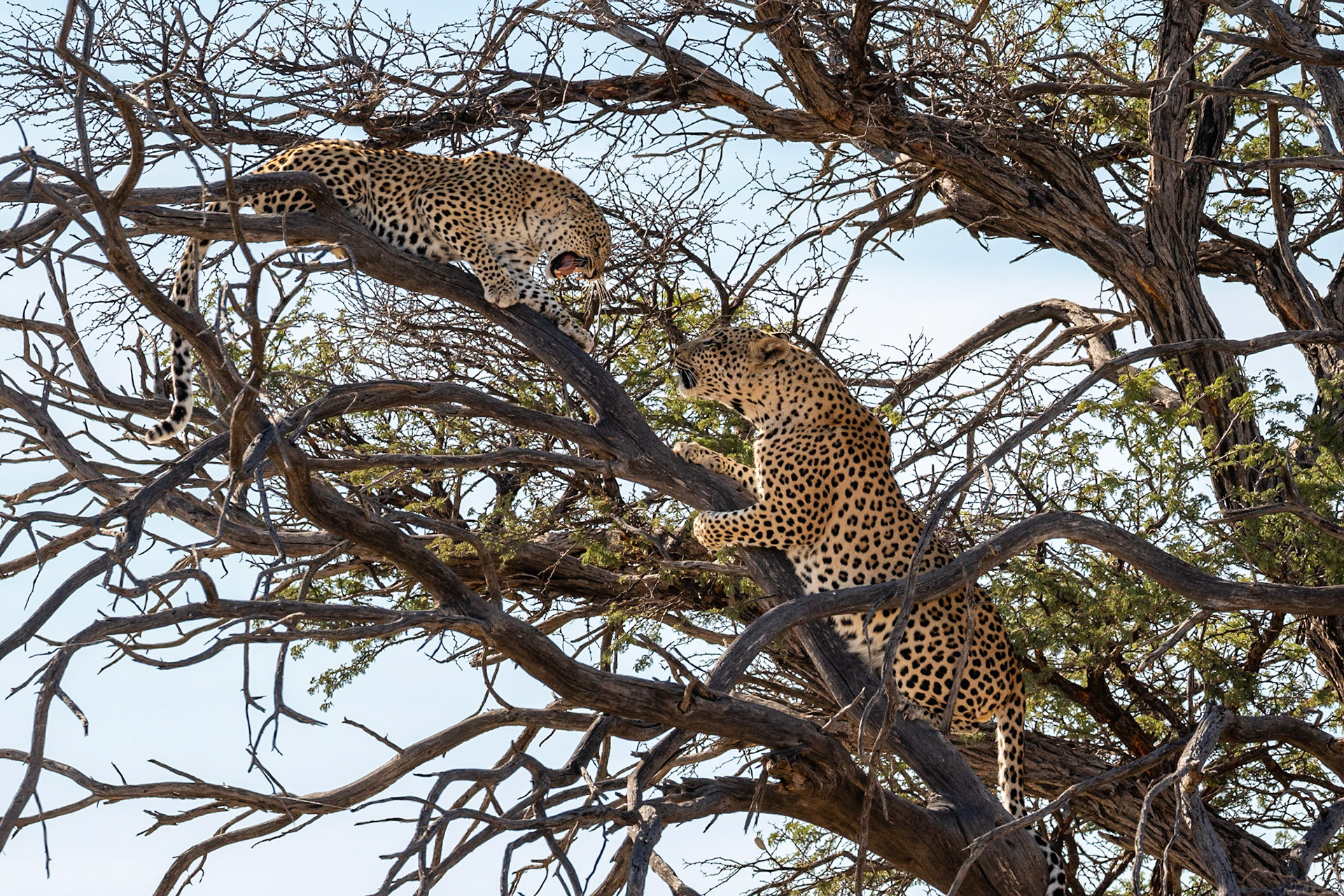 One morning we found Safran in a tree with an Aardwolf kill. Attempts to steal the kill by Kham, a big male Leopard, made her very grumpy, Kgalagadi Transfrontier Park.