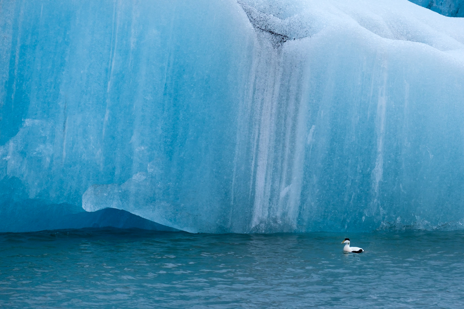 An Eider Duck swimming amongst the icebergs in Jökulsárlón Glacier Lagoon.