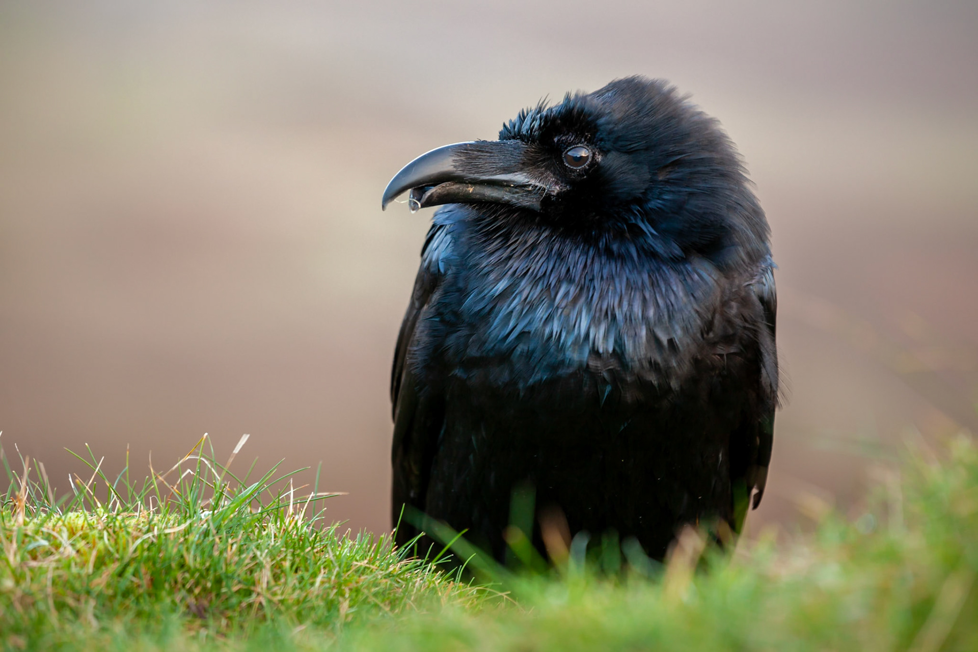 Carrion crow, Isle of Skye, Scotland.
