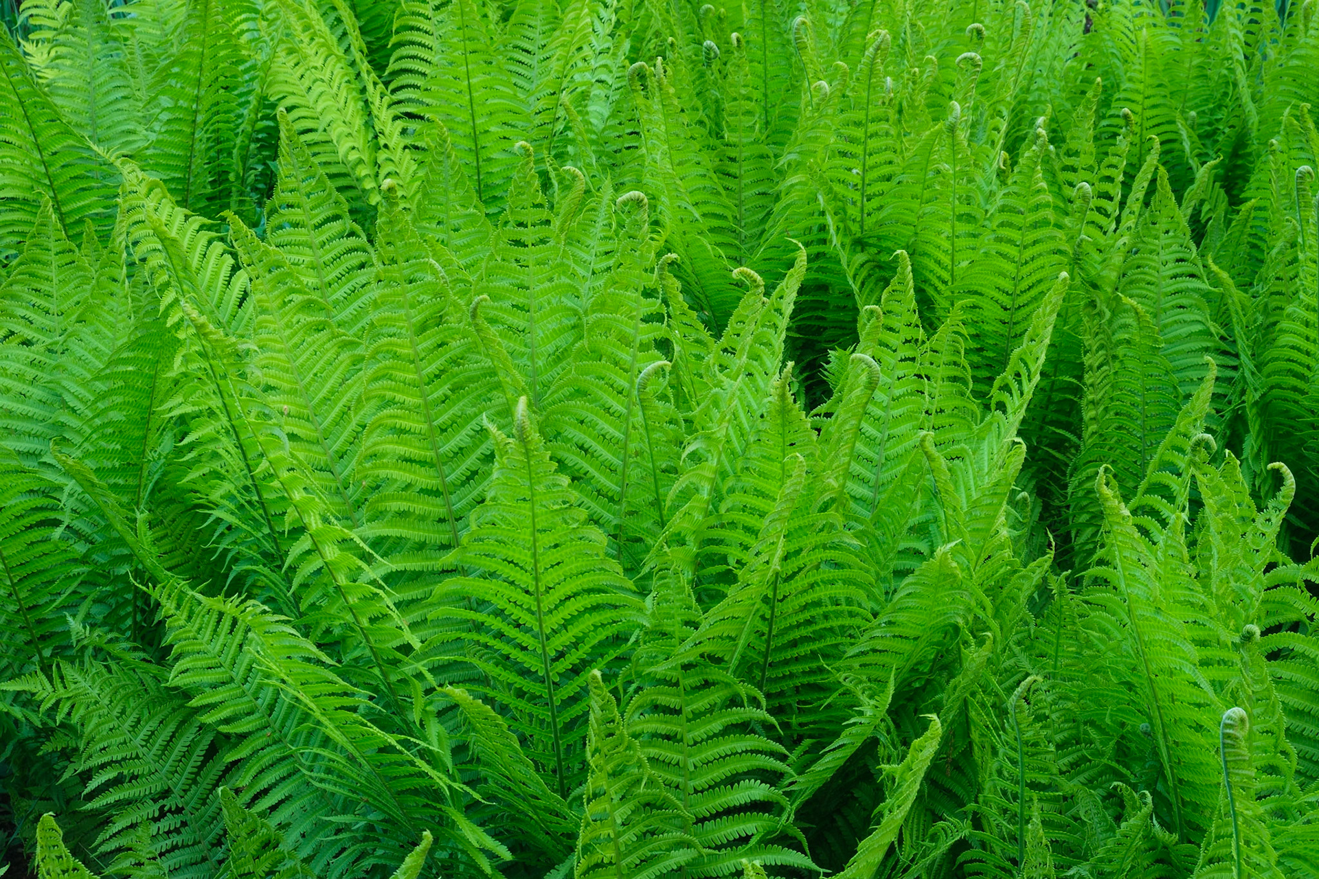Spring ferns, Isabella Plantation, Richmond Park.