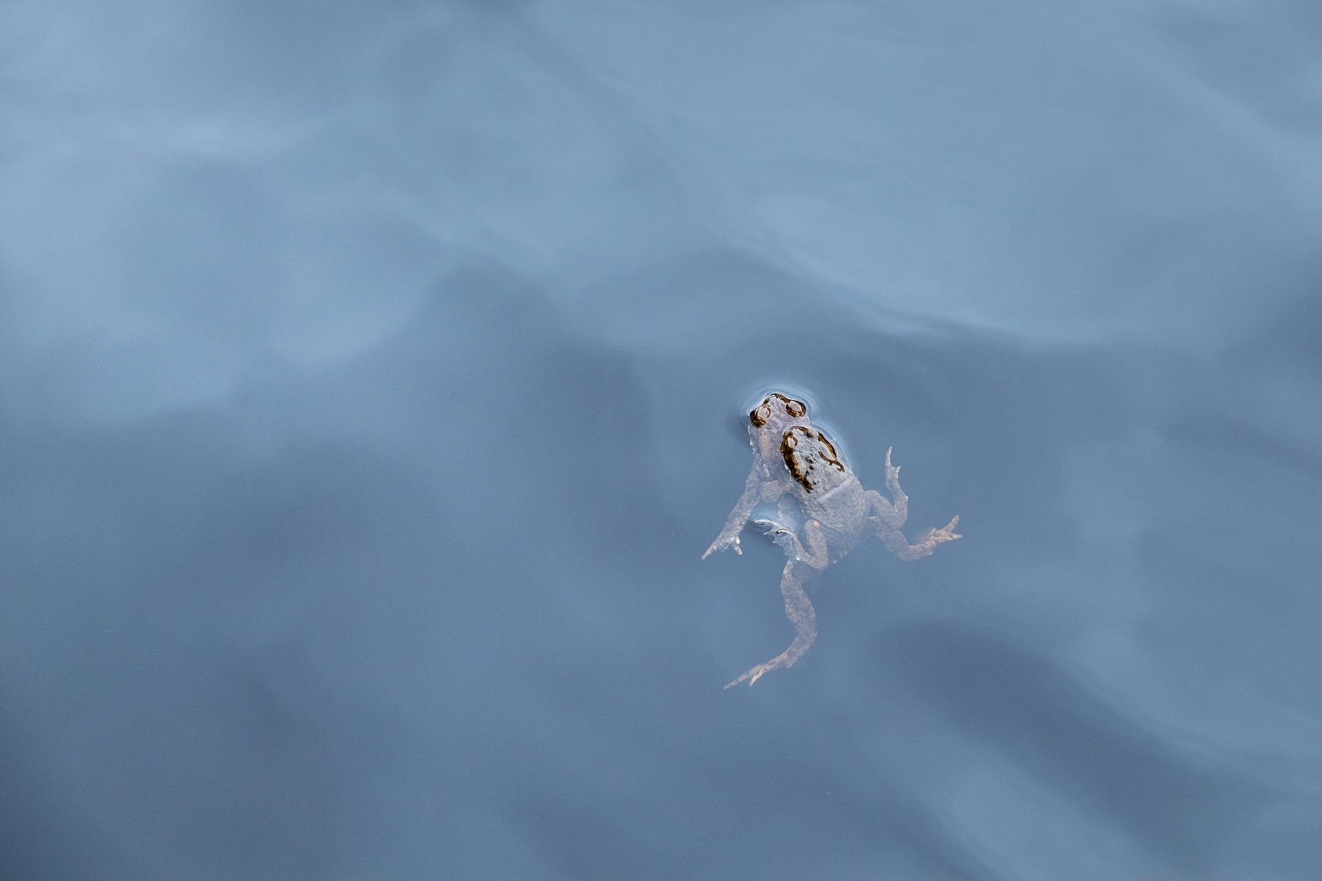 Mating frogs in Glencoe Lochan.