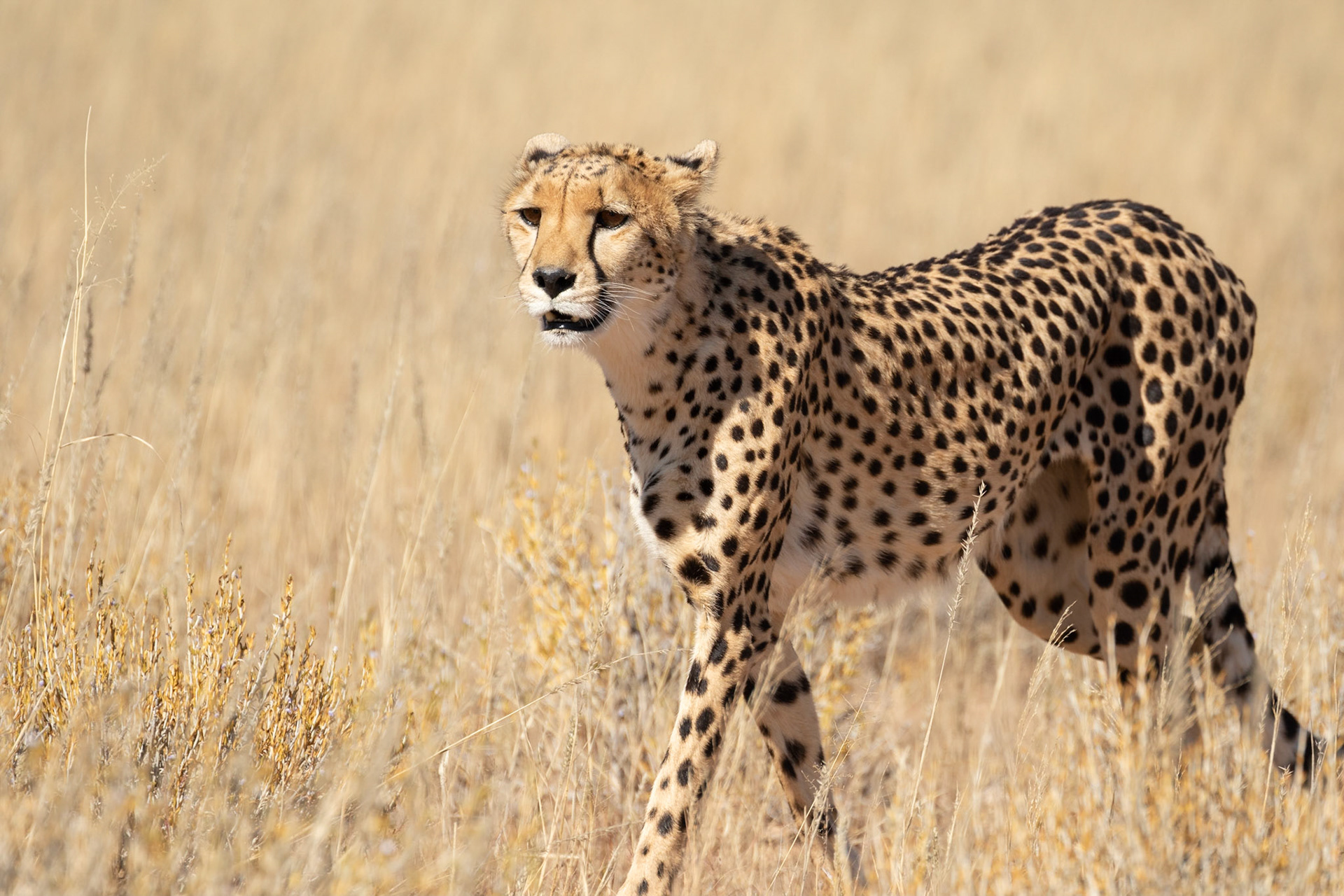 A sub-adult Cheetah following its mother up the Auob River on the hunt for prey near Auchterlonie, Kgalagadi Transfrontier Park.