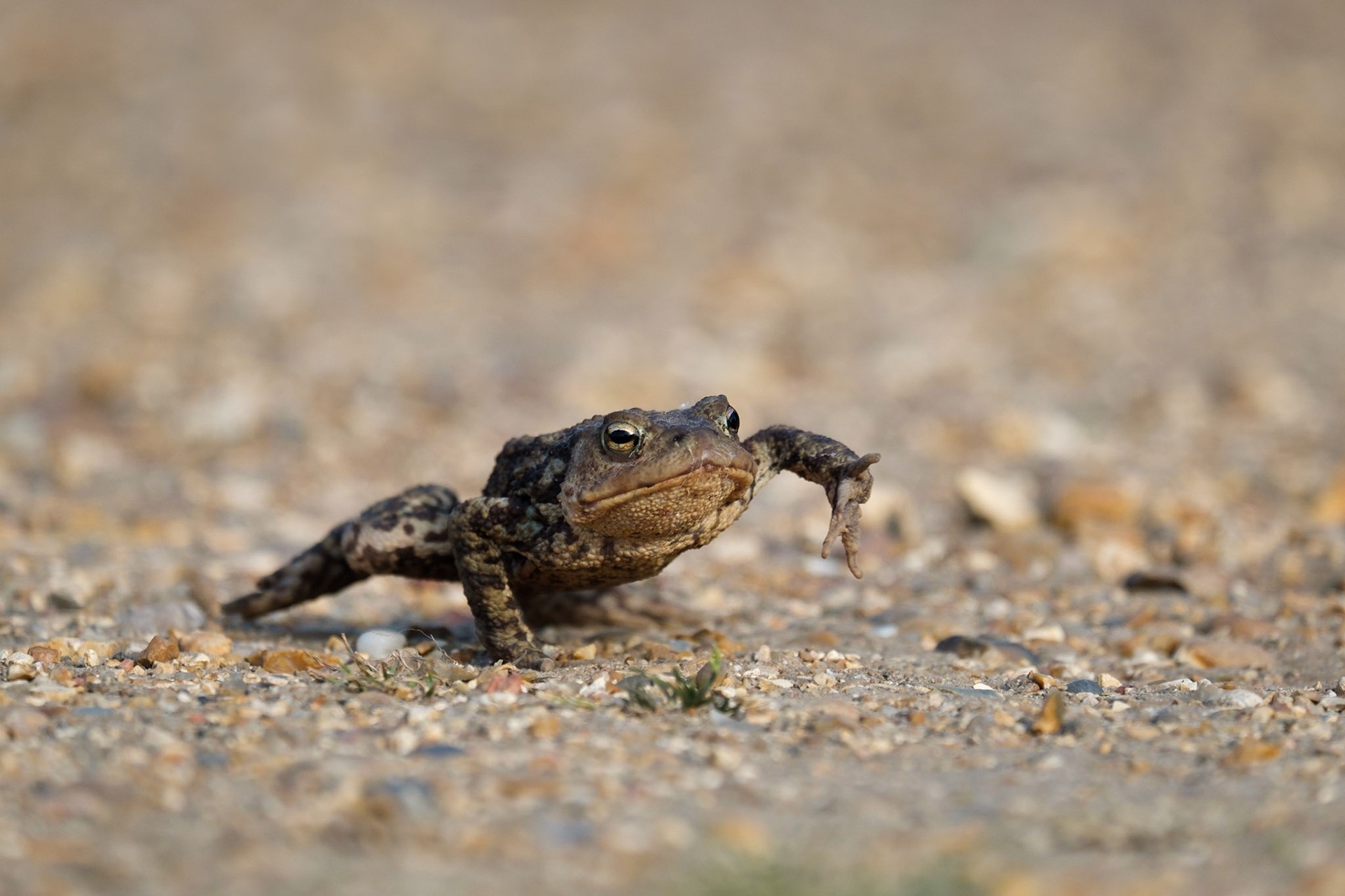 A Common Toad making his way across Richmond Park.