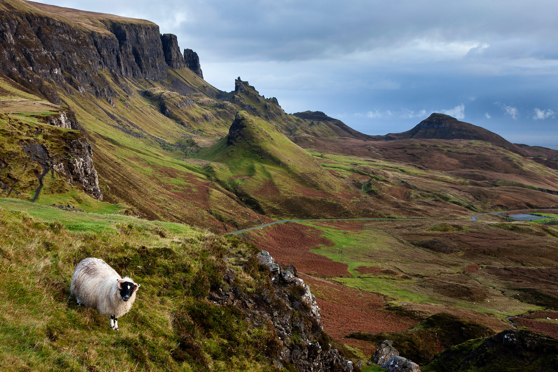 Sheep grazing on the Quiraing, Isle of Skye, Scotland.