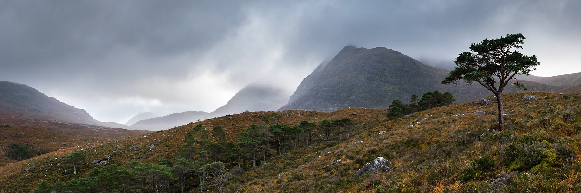 A Scots Pine stands alone in the Ben-Damph Forest.