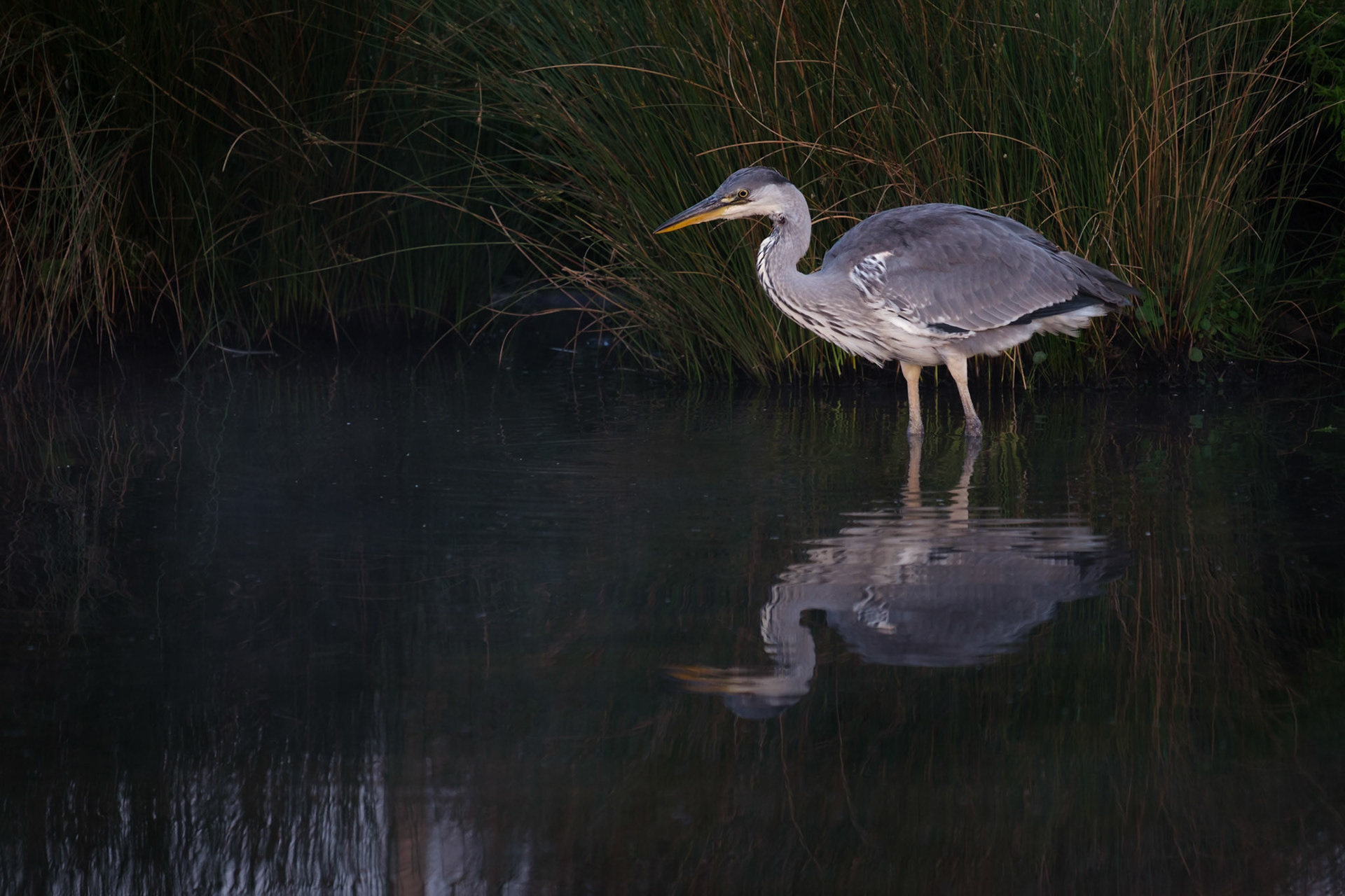 A Grey Heron looking for breakfast on the Pen Ponds in Richmond Park.