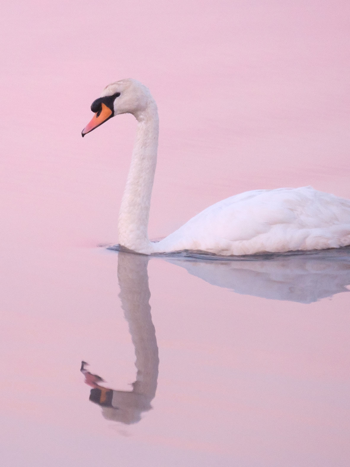A Mute Swan under a pink dawn sky on Pen Ponds in Richmond Park.
