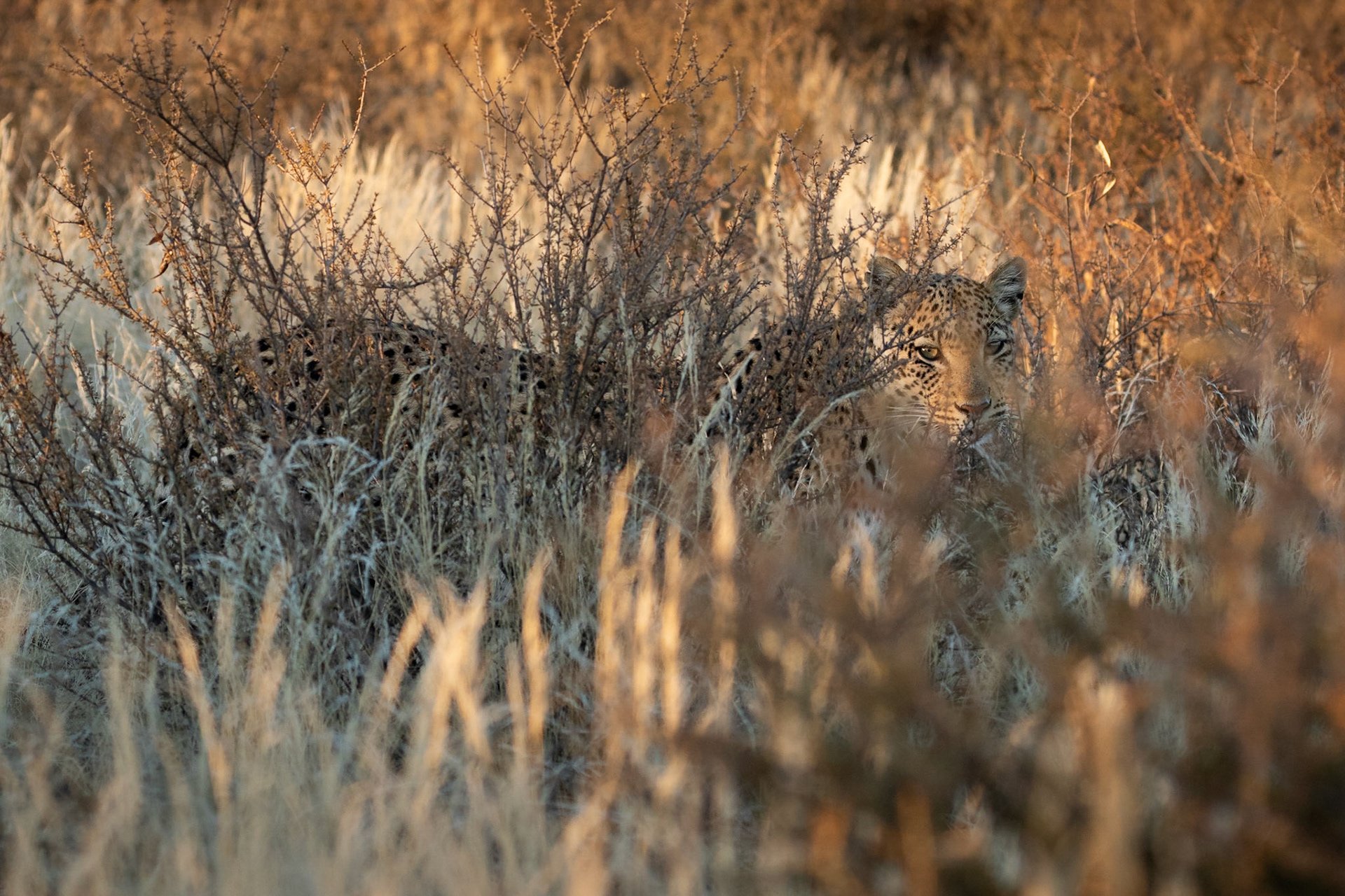 Safran left the road she had been lying on and ventured a short way into the bush just North of Lijersdraai Waterhole, Kgalagadi Transfrontier Park.