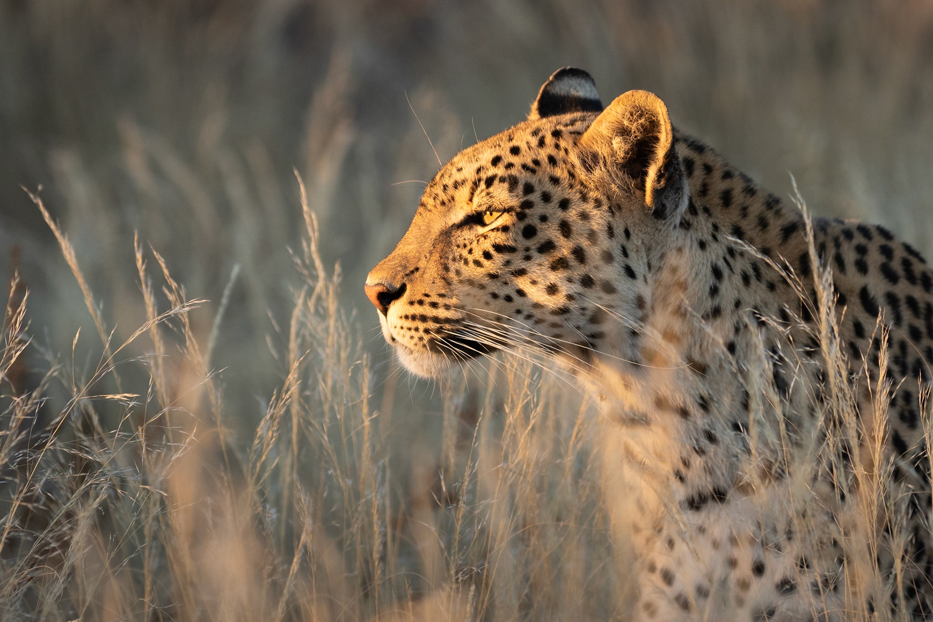 She posed for us in the late evening light and then began calling softly, Kgalagadi Transfrontier Park.
