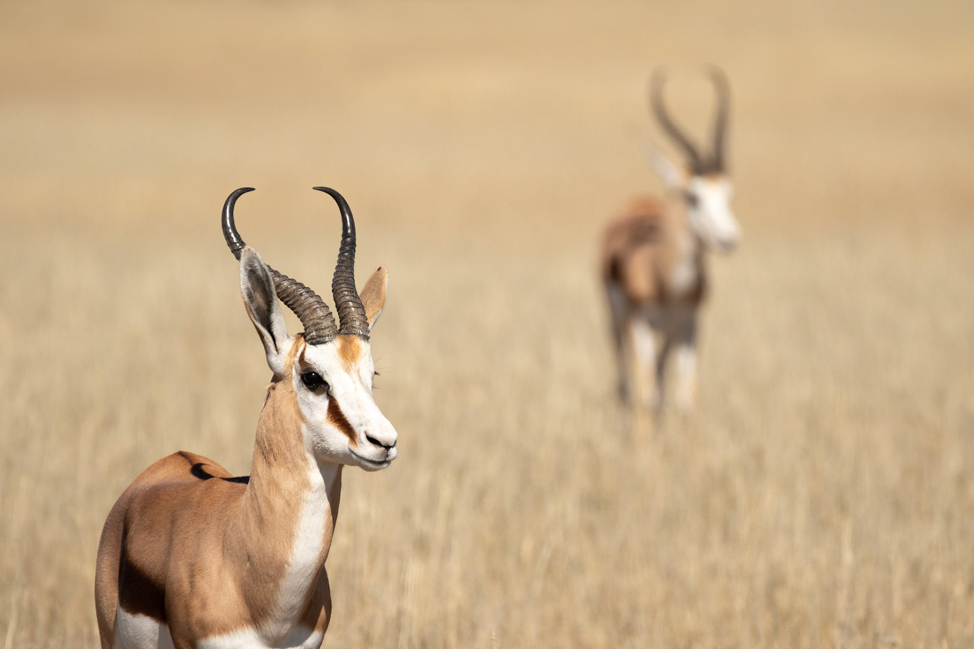 Two Springbok in the Auob River just north of Auchterlonie Waterhole, Kgalagadi Transfrontier Park.