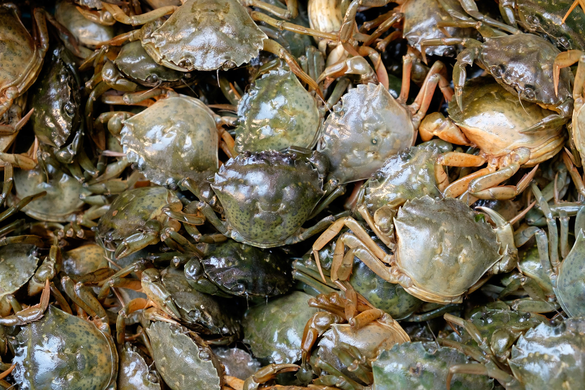 Moleche (Moeche) soft shell crabs for sale at the Rialto market, San Polo, Venice.