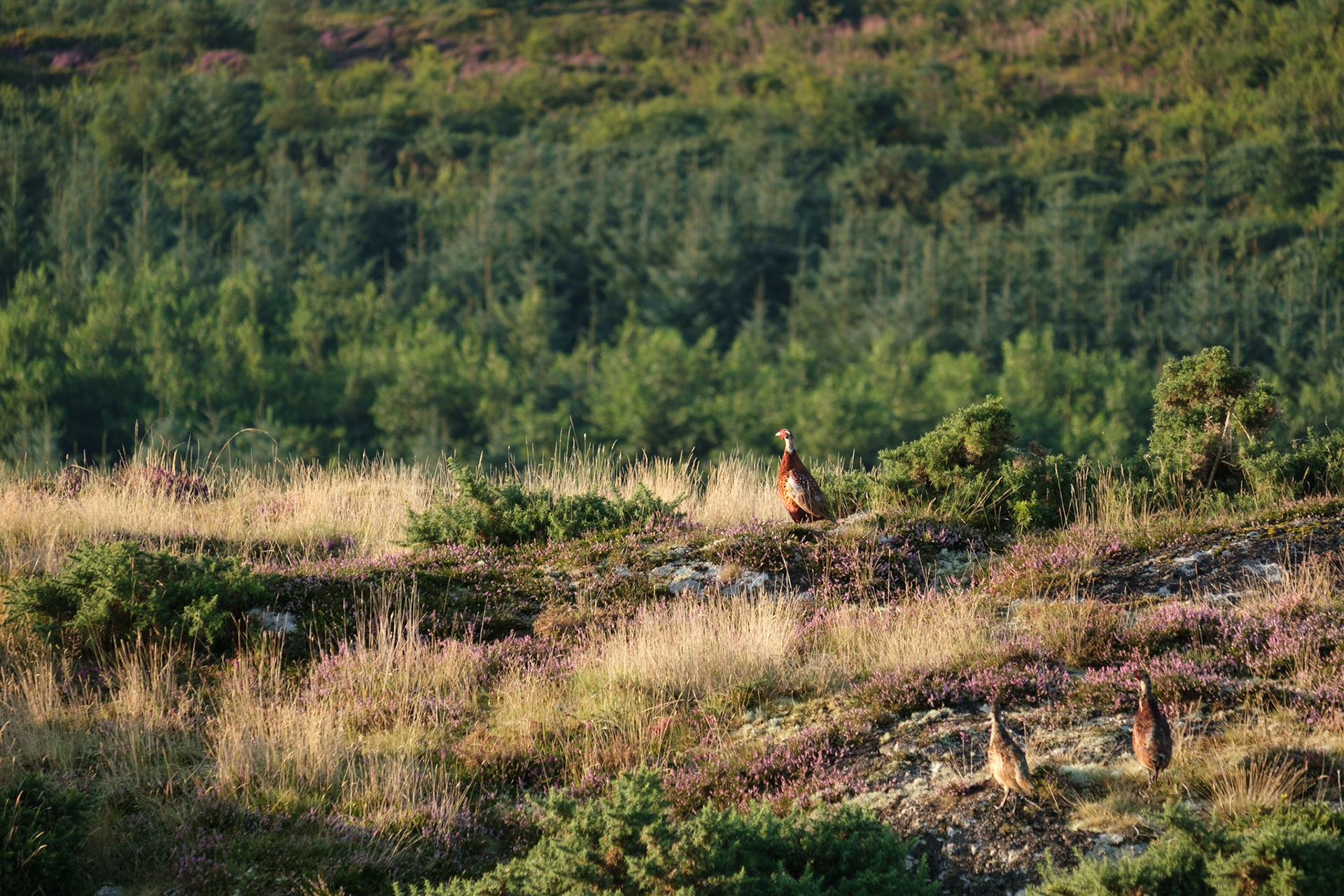 Pheasants in the heather of Mynachdy Farm.