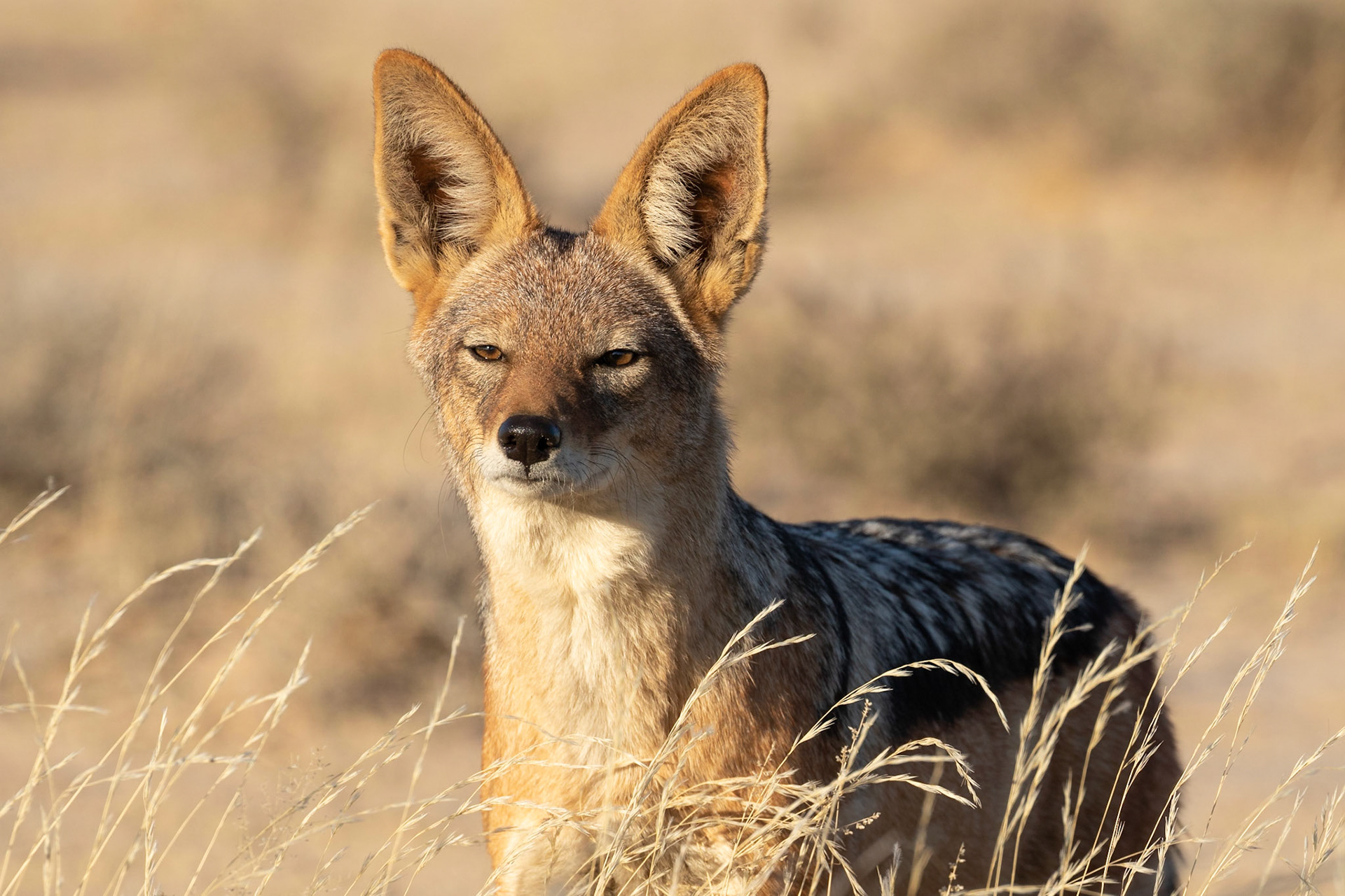 A Black-backed Jackal watches Cubitje Quap Waterhole from across the road, Kgalagadi Transfrontier Park.