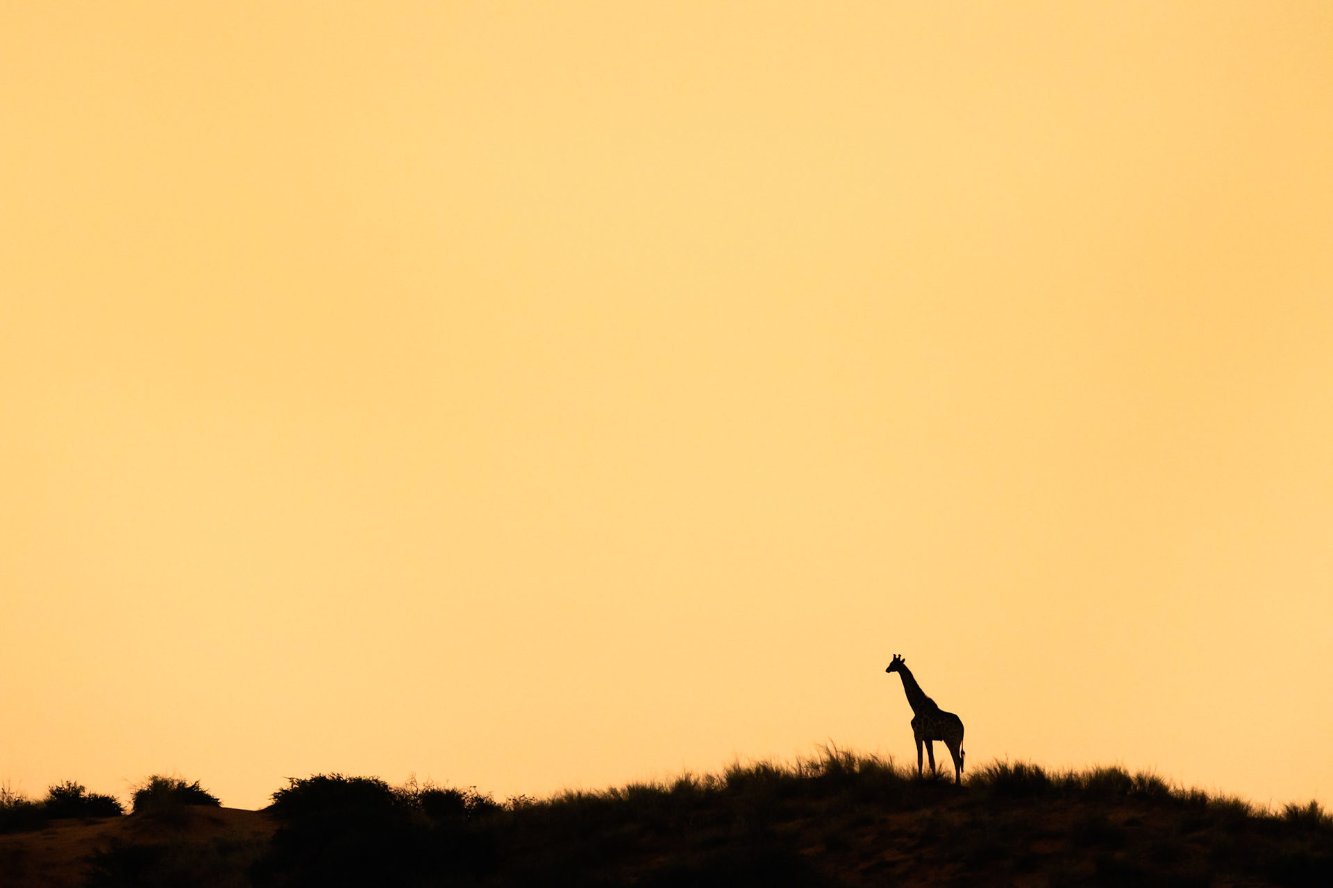 Giraffe are not a subject you expect to find in an arid region with few trees and for a long time they were absent from the Kgalagadi Transfrontier Park of South Africa, having been hunted to extinction. In the 1990's they were reintroduced and have been thriving. They can normally be found in the dry river beds where the large trees are but more and more they can be seen on the tops of the dunes at sunrise and sunset. Perhaps they just enjoy watching the sun rise and set.