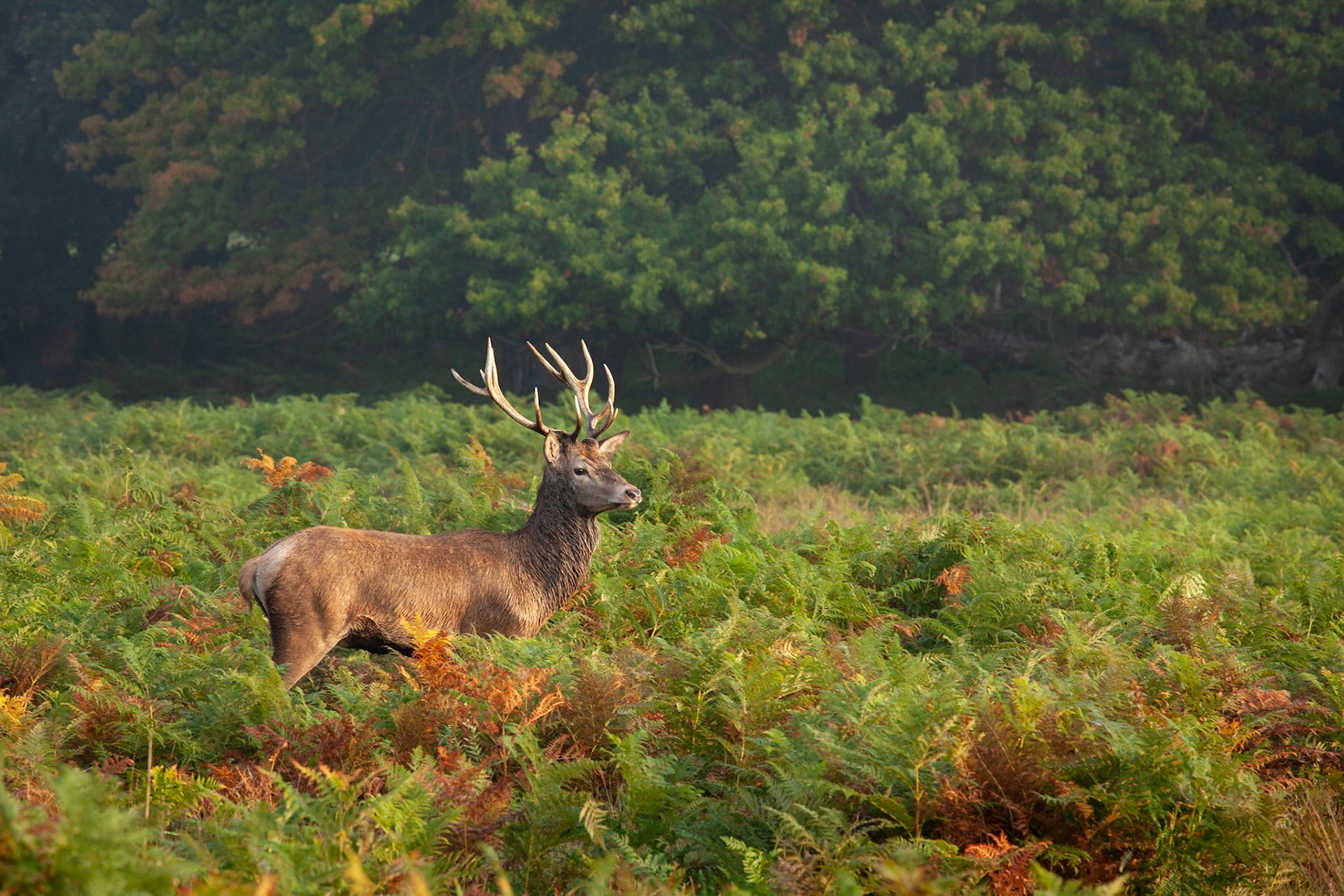 Young Red Deer stag in Richmond Park, London, England.