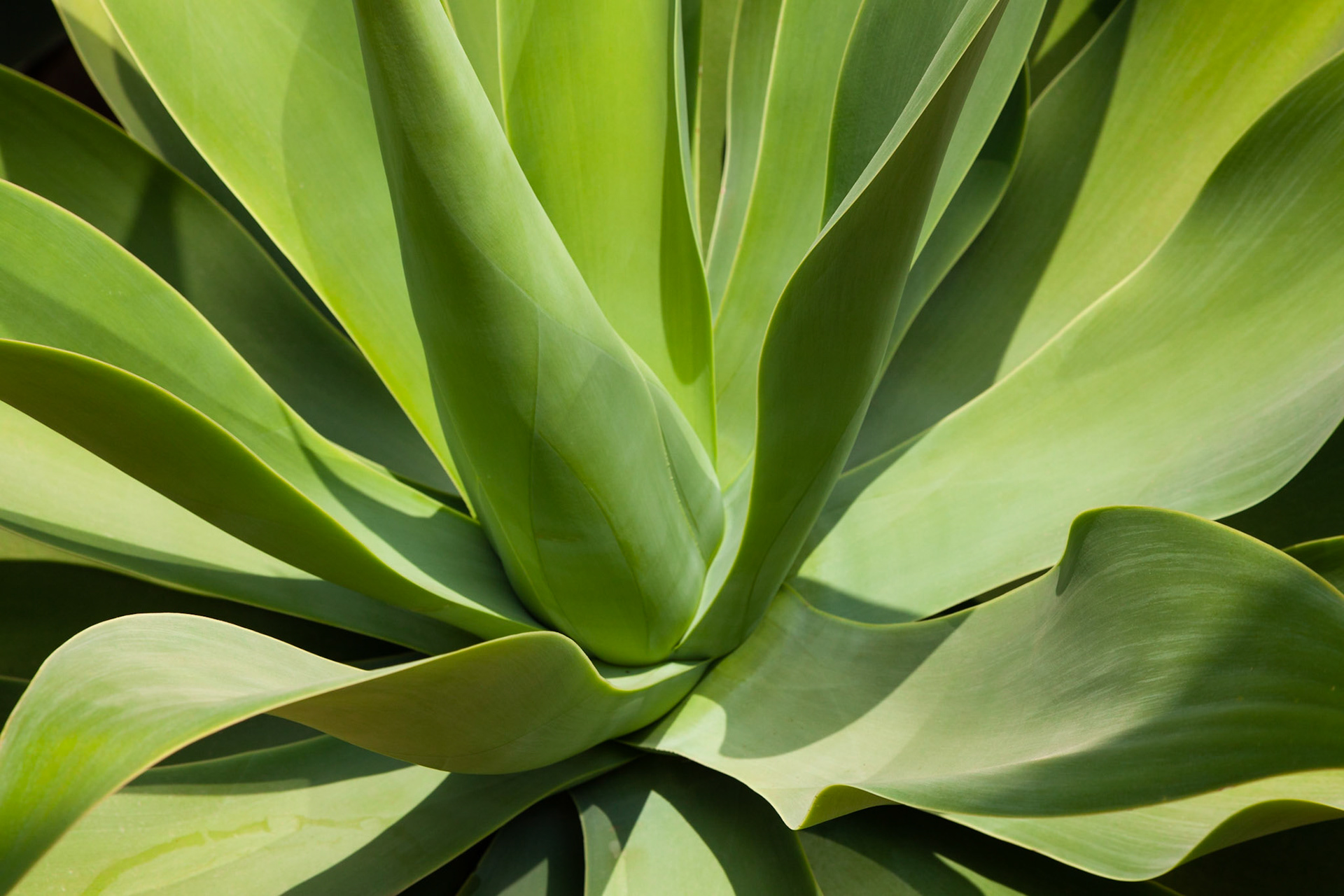 The graphic lines of this Agave in the Glass House at RHS Wisley appealed to me. Surrey, England.