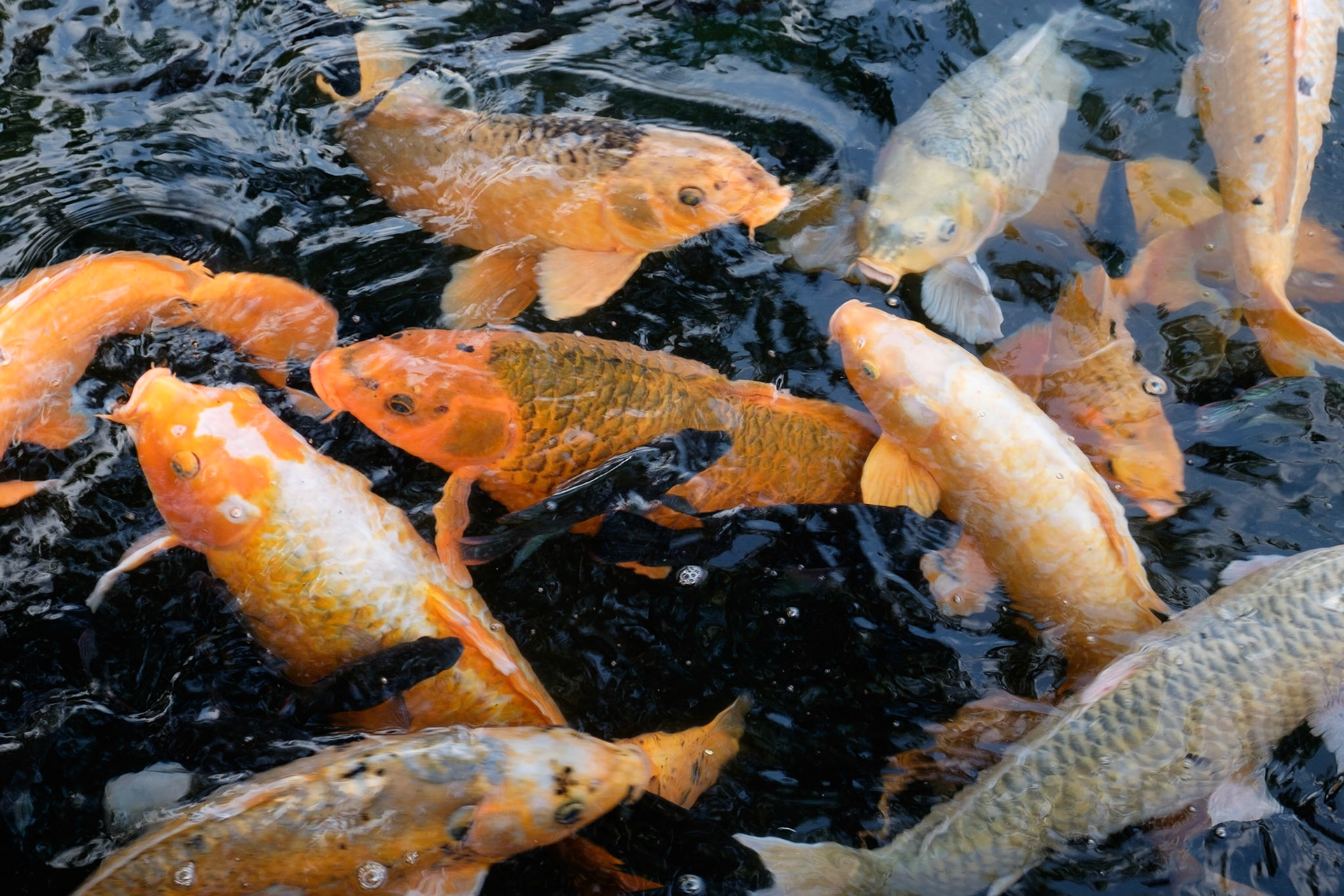 Lots of very well fed Koi at Tirta Gangga water palace, Bali, Indonesia.