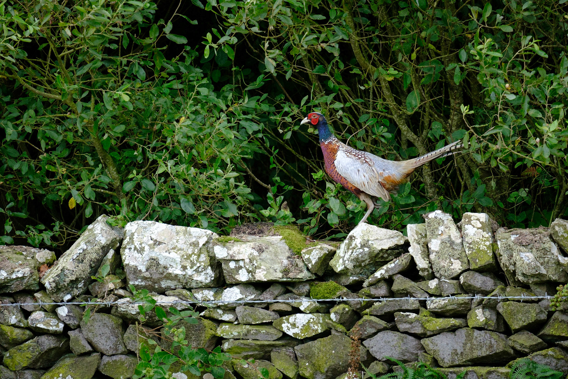 Pheasant on a dry stone wall.