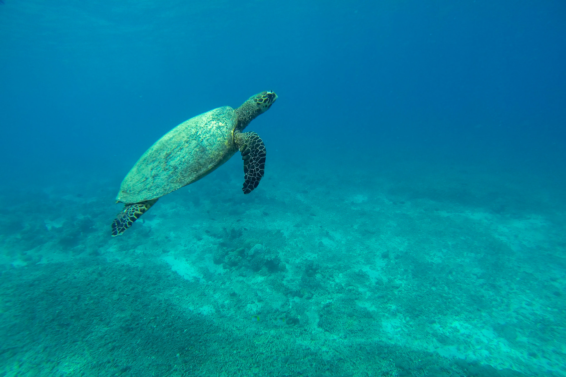 Thanks in part to the turtle sanctuary on Gili Meno, turtles are abundant around the island and are regularly seen while snorkelling, Gili Meno, Lombok, Indonesia.