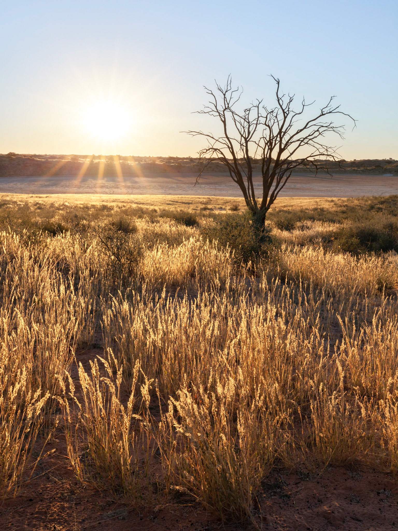 Backlit grasses, Bitterpan Wilderness Camp, Kgalagadi Transfrontier Park, South Africa.