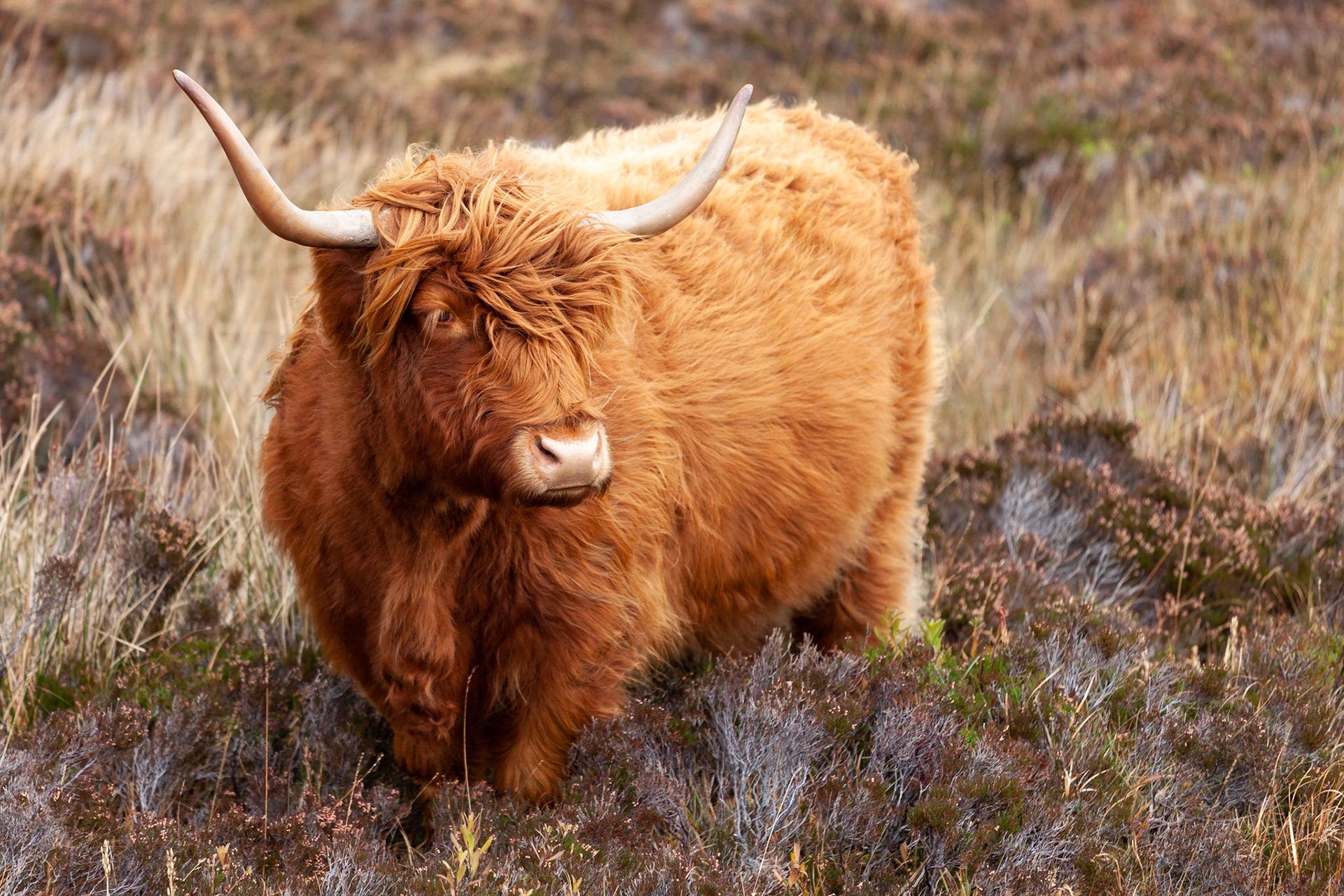 Highland cow in the heather, Isle of Skye, Scotland.