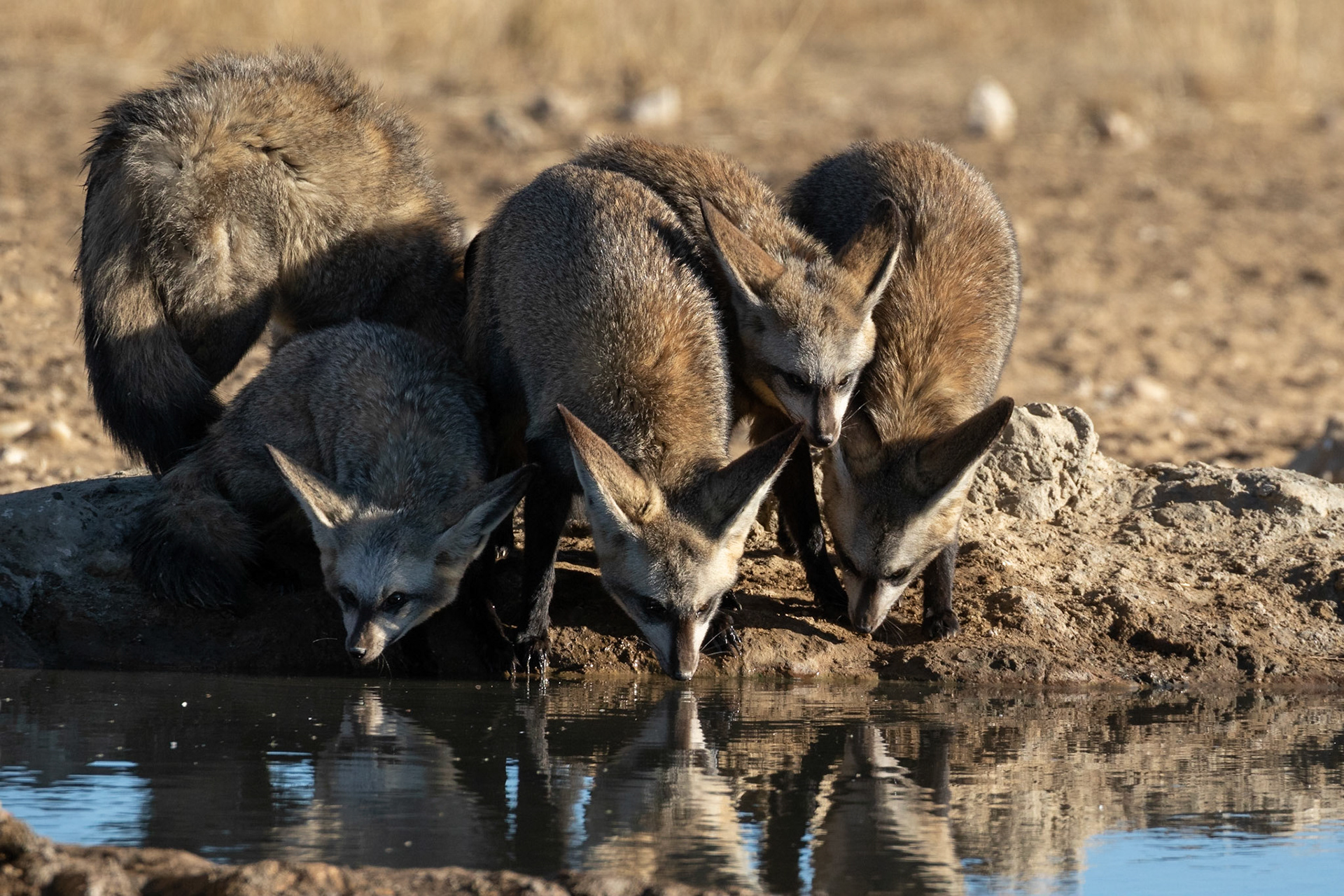 A group of 5 Bat-eared Foxes jostling for a drinking position at Bedinkt Waterhole, Kgalagadi Transfrontier Park.