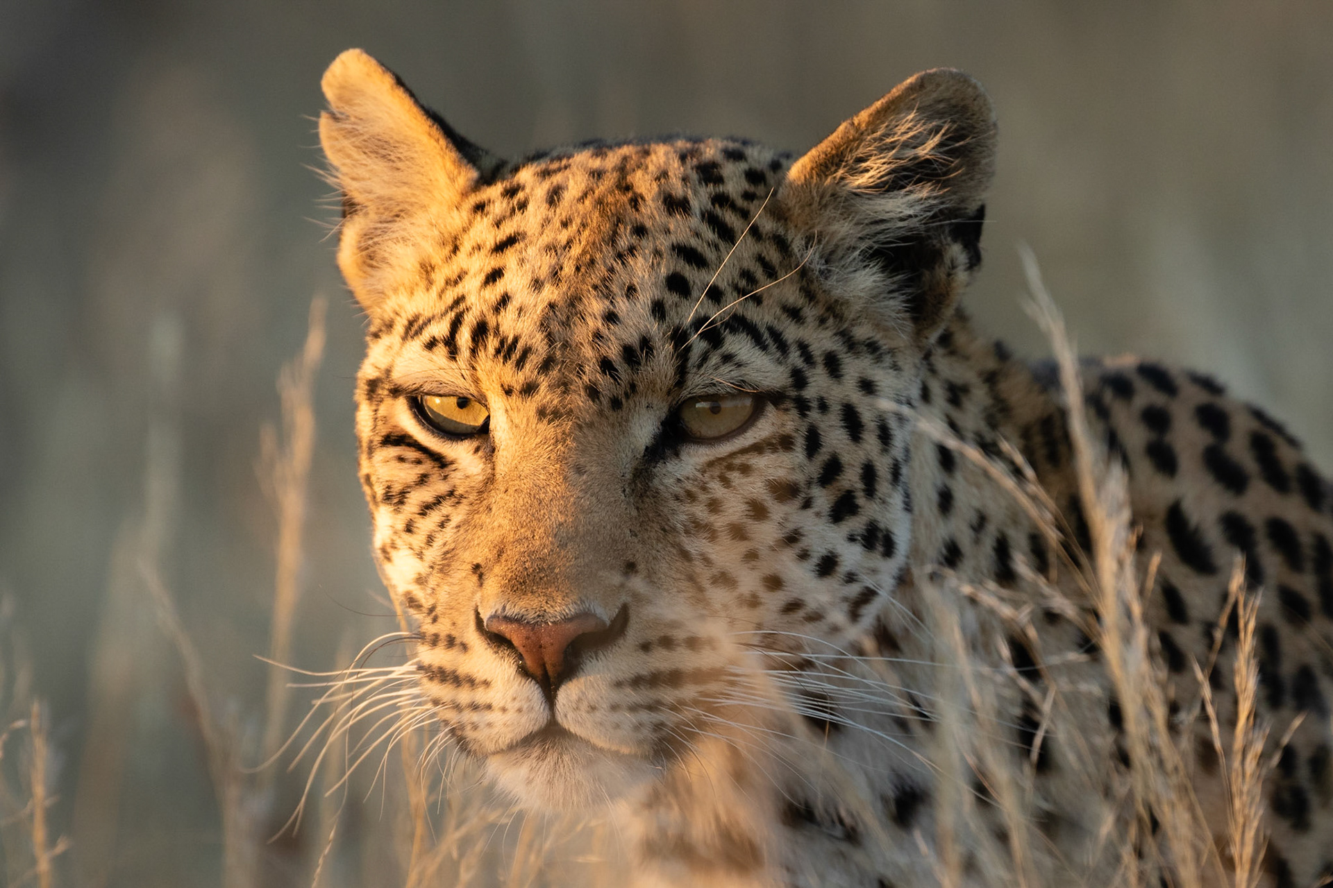 She posed for us in the late evening light and then began calling softly, Kgalagadi Transfrontier Park.