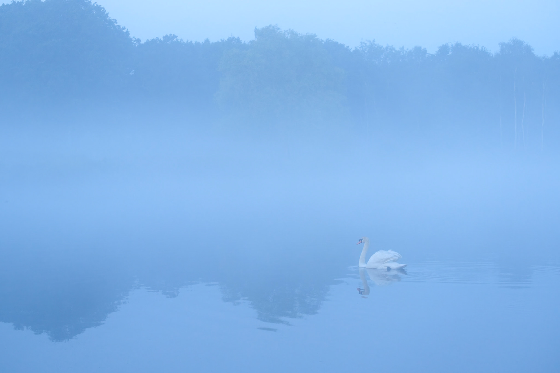 A swan crossing Pen Ponds on a misty morning, Richmond Park.