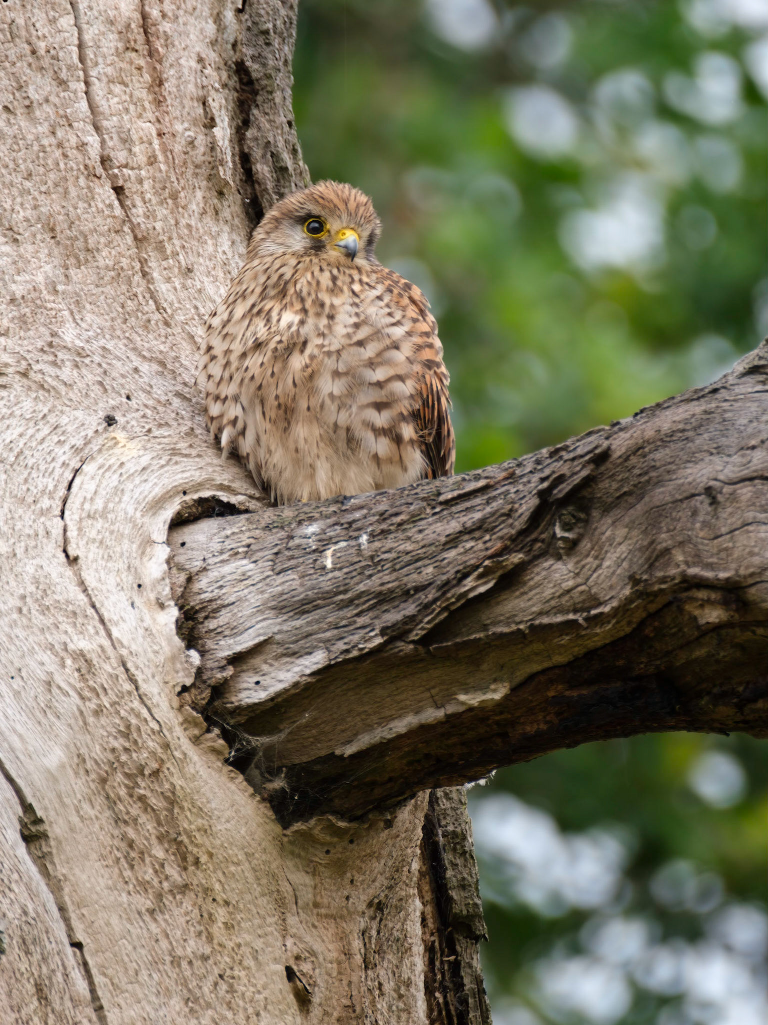 A female Kestrel resting near her nest, Richmond Park.