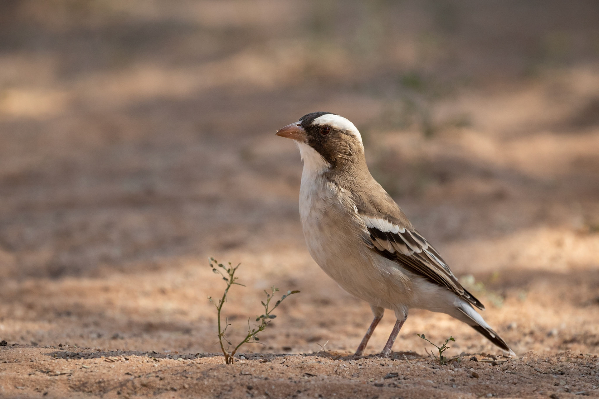 White-browed Sparrow Weaver looking for scraps from our lunch at Mata-Mata, Kgalagadi Transfrontier Park.