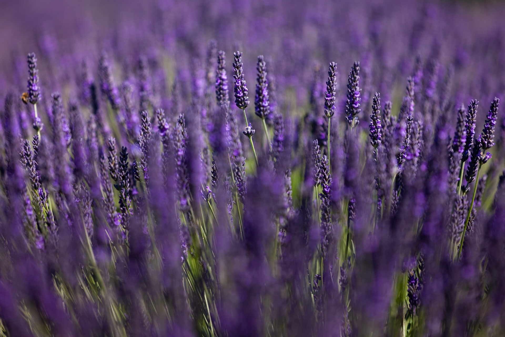 Summer lavender at the Mayfield Lavender Farm just outside London, England
