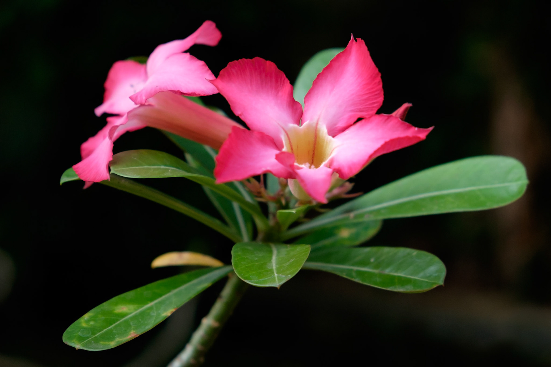 Desert Rose flowers growing in the grounds of Rambutan Cottages, Lovina, Bali, Indonesia.
