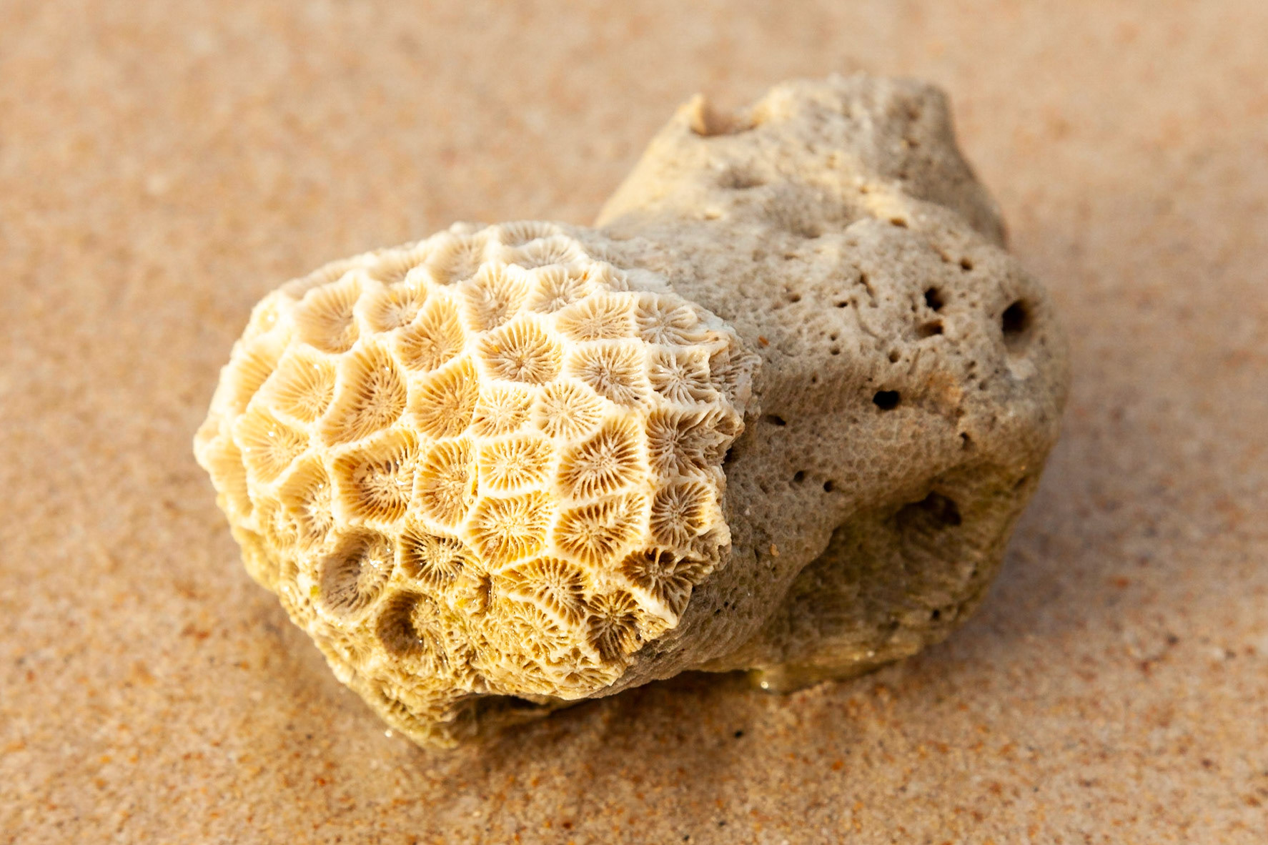 Washed up coral, Phuket, Thailand.