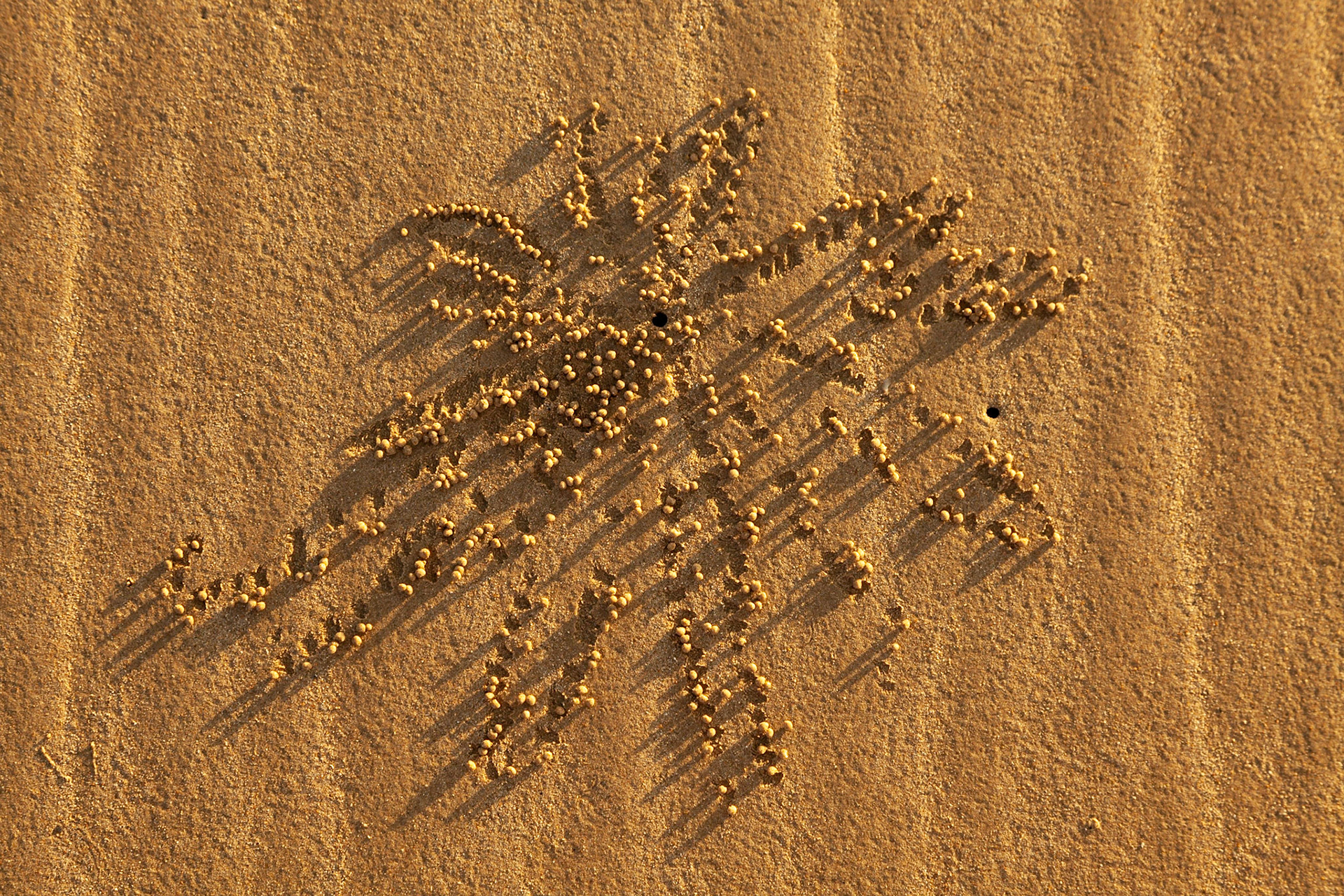 Ghost crab hole, Apsara Beach, Khao Lak, Thailand.