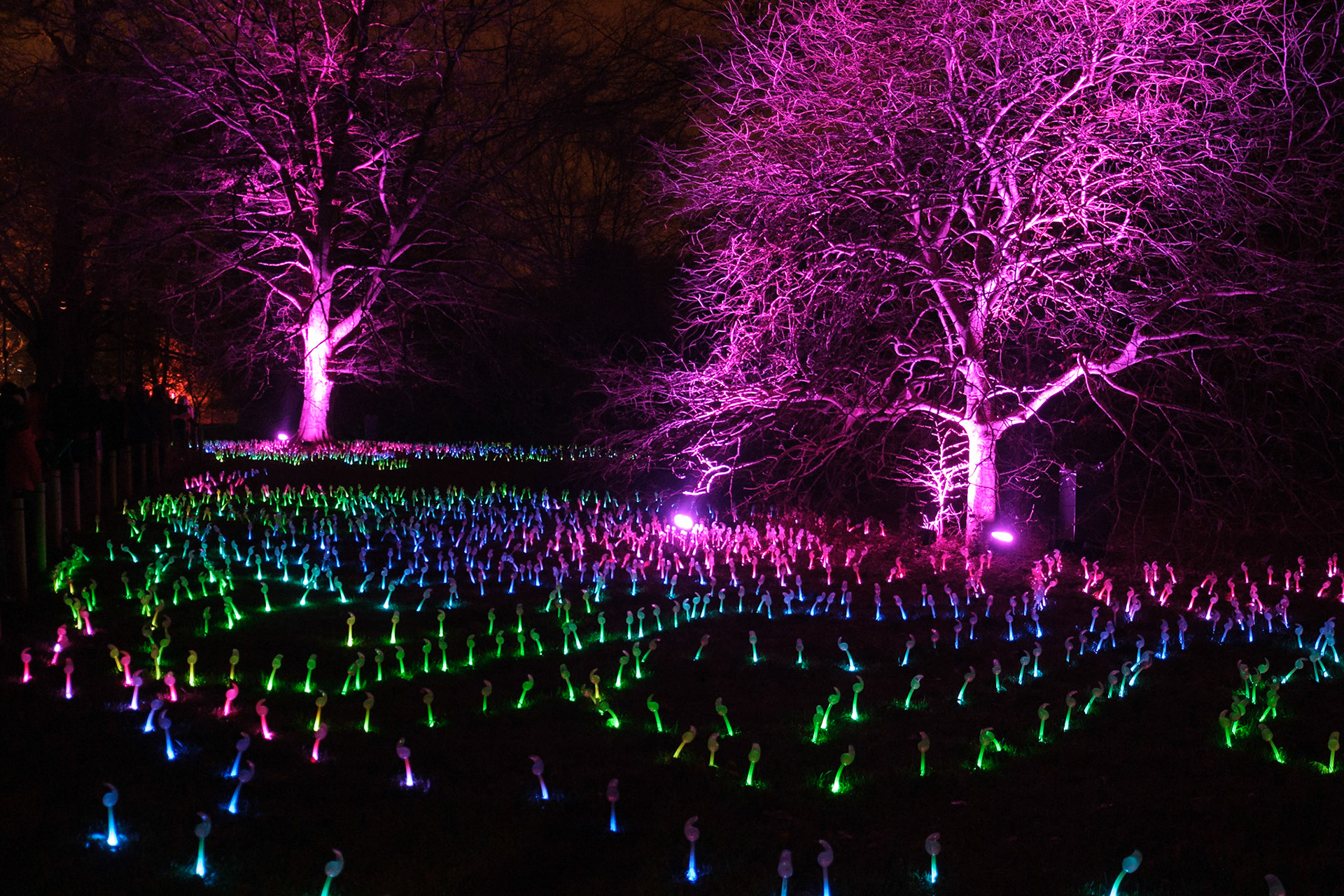 Will o’ the Wisps, Christmas at Kew Gardens.