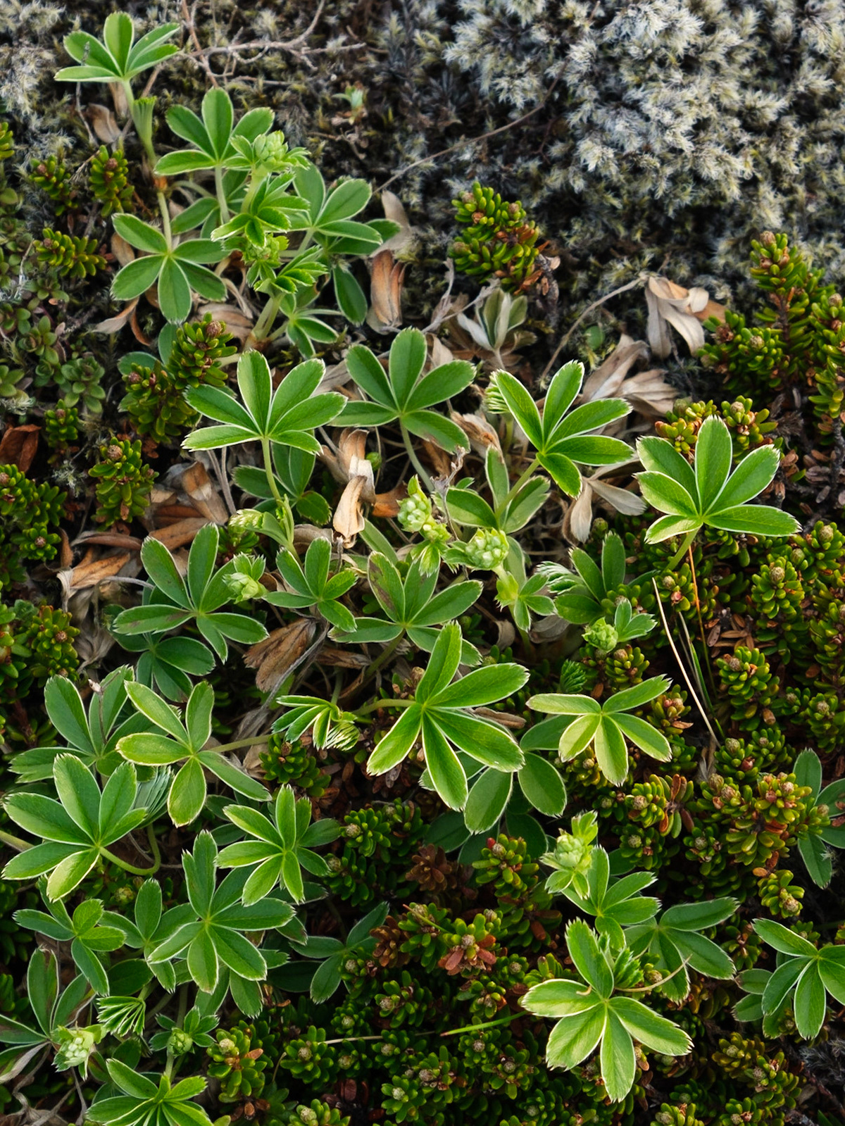 Iceland is covered in delicate ground covers and mosses. This often makes it tricky to get to the perfect photo spots as walking on the moss destroys it but it is beautiful to look at.